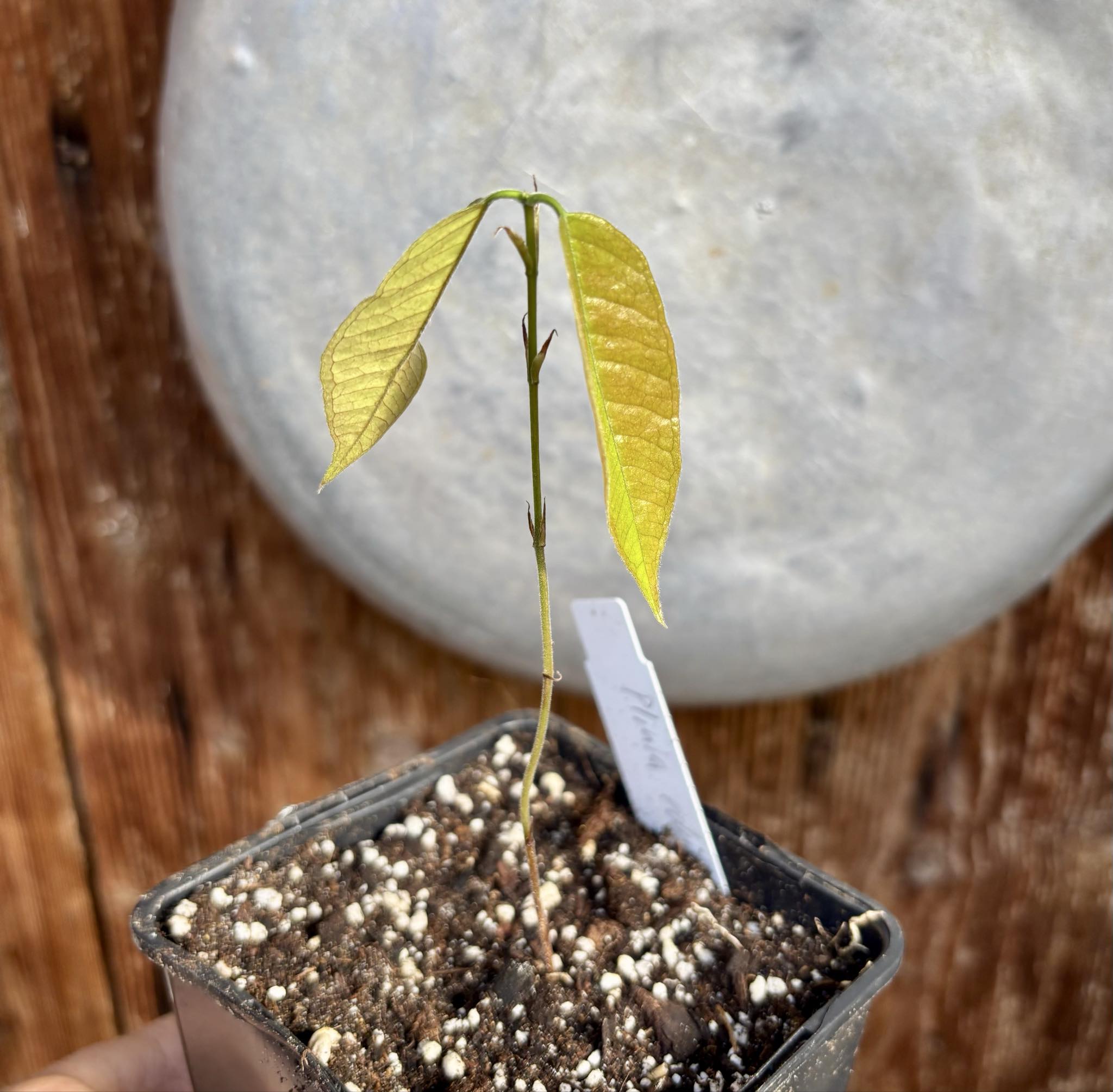 Plinia edulis - 1 small potted seedling / 1 kleiner, getopfter Sämling