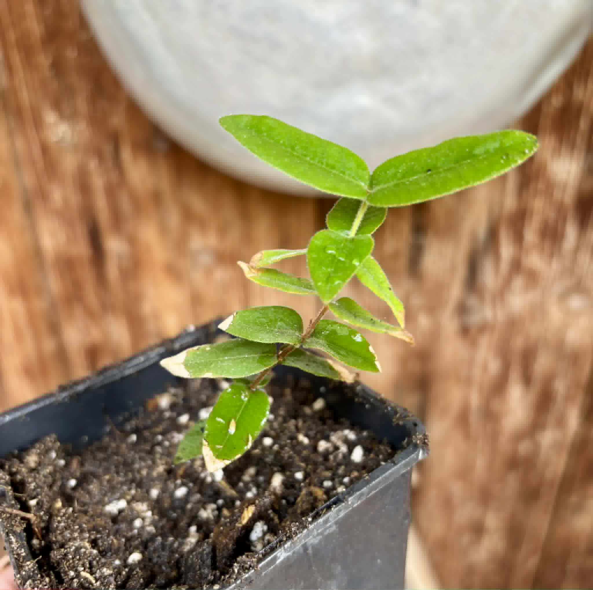 Myrciaria caerulescens (Roxa - Blue Guaquiea) - 1 potted seedling / 1 getopfter Sämling