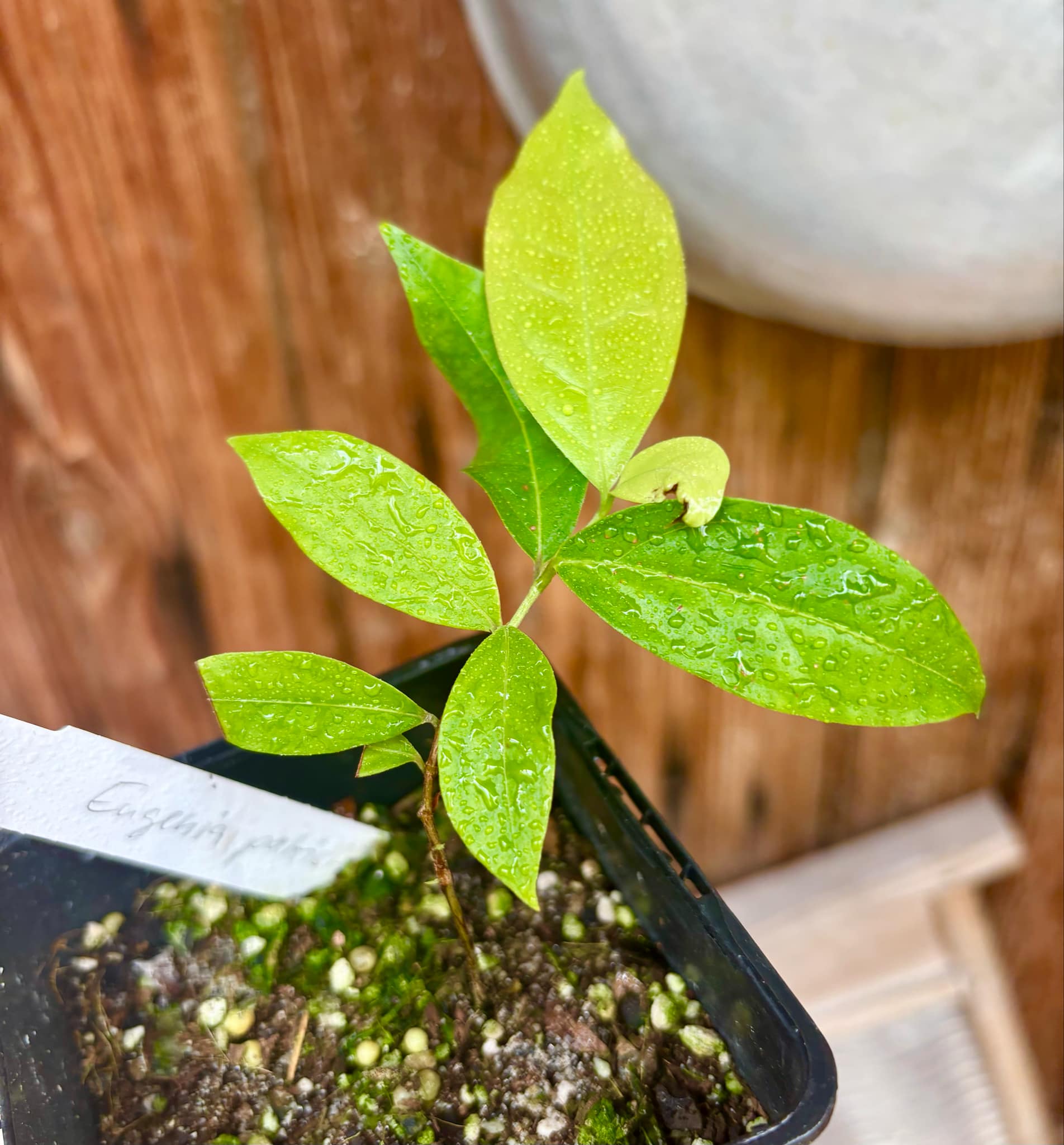 Ruby do Amazonas (Eugenia patrisii) 1 potted seedling / 1 getopfter Sämling