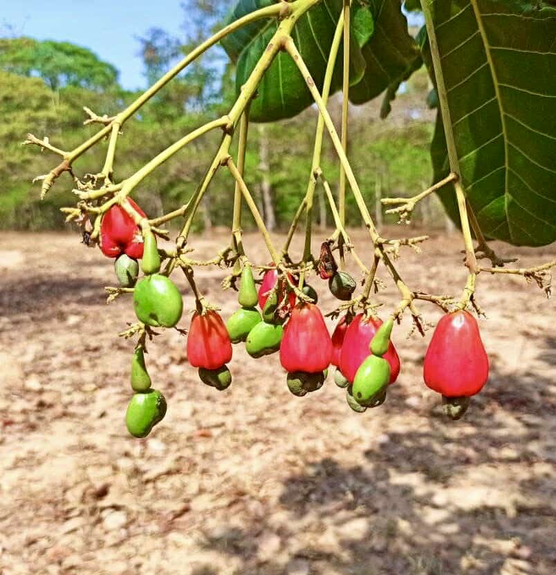 Cajuzinho - Anacardium humile - 2 fresh seeds / 2 frische Samen Cajuzinho - Anacardium humile - 2 fresh seeds / 2 frische Samen
