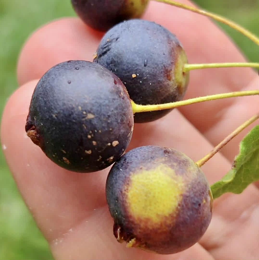 Campomanesia eugenioides var desertorum -  1 fresh seed / 1 frischer Samen