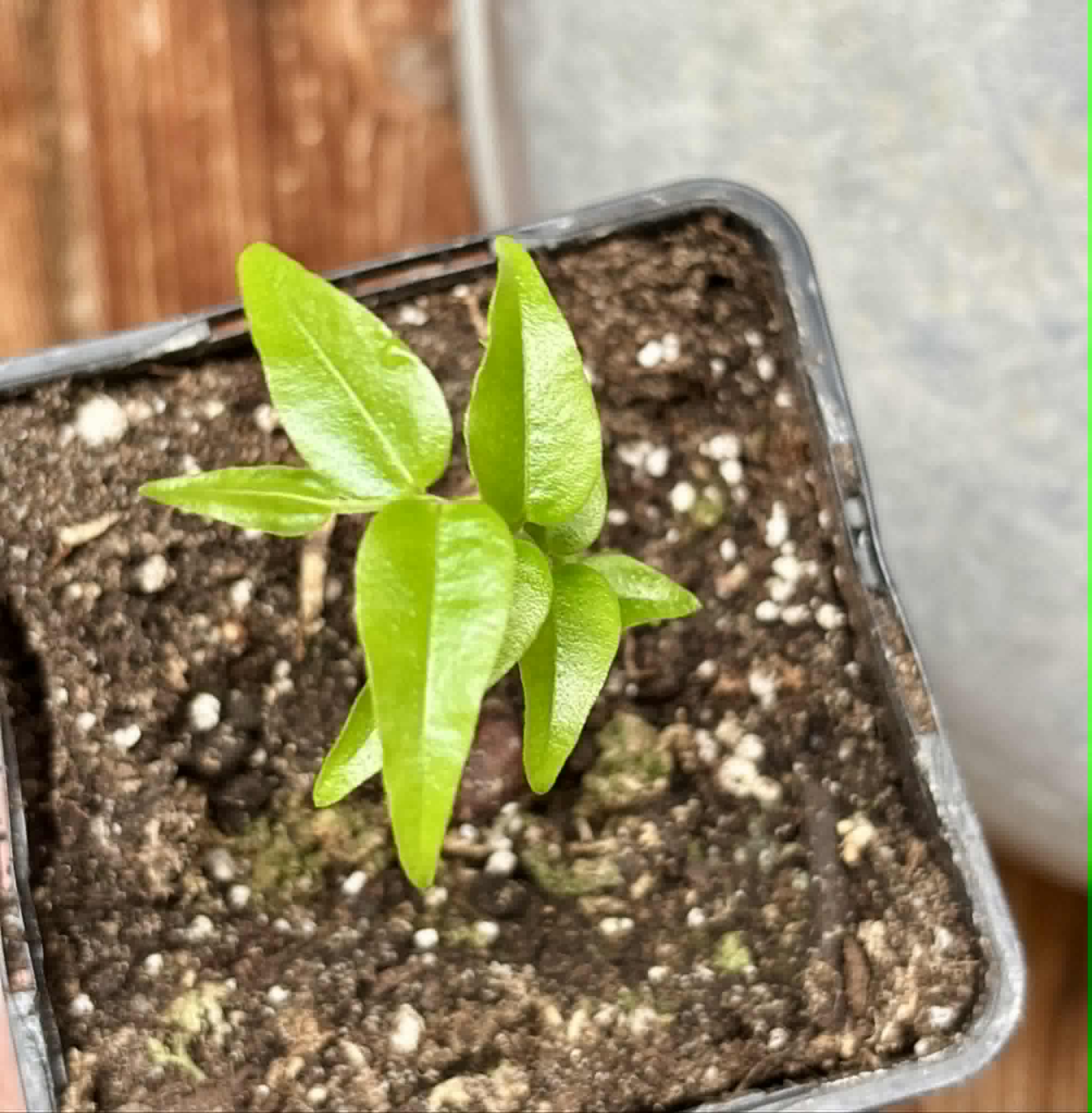 Plinia sp Apepique - 1 potted seedling / 1 getopfter Sämling