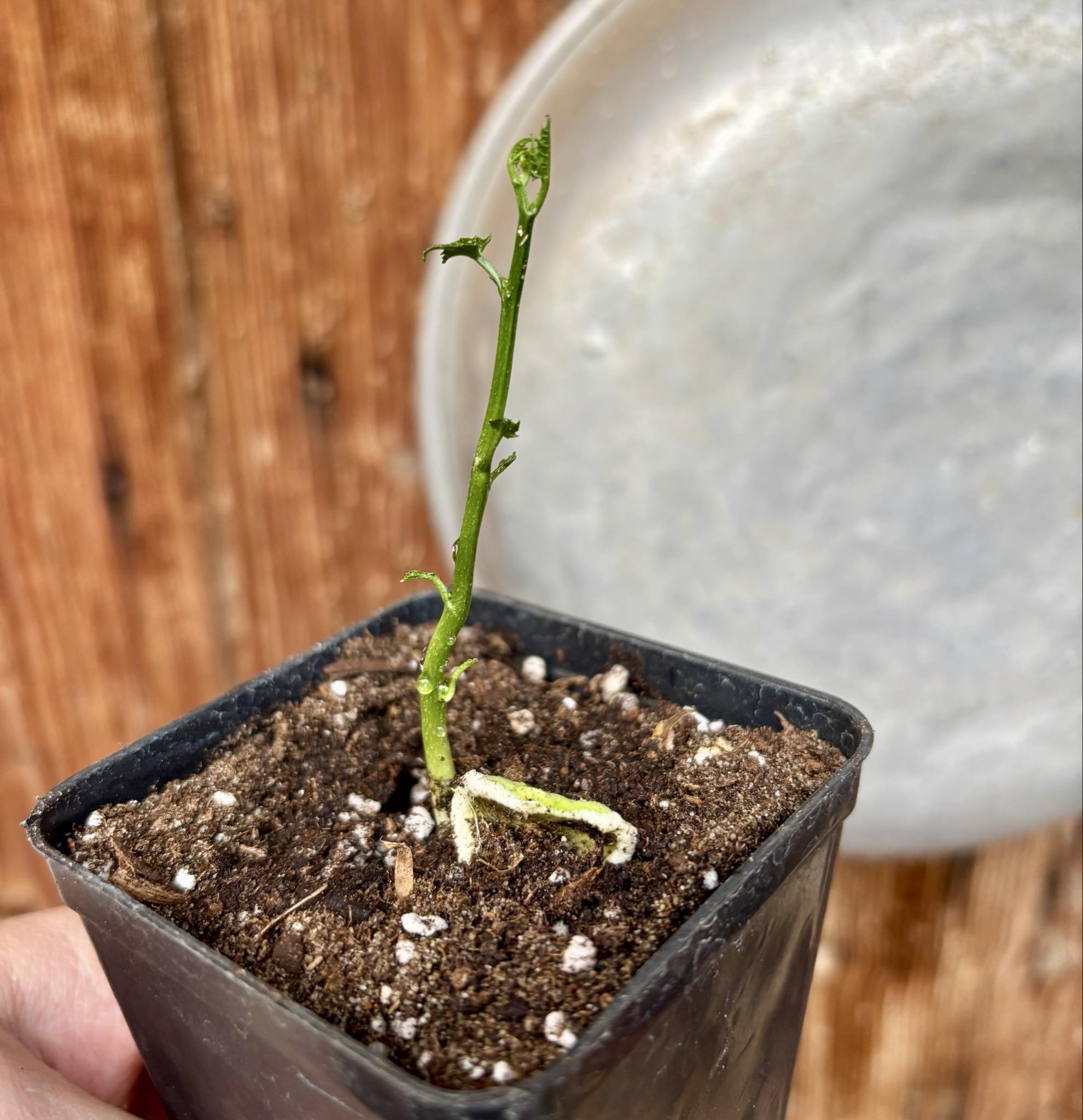 GAC Fruit (Momordica cochinchinensis) - 1 potted seedling / 1 getopfter Sämling