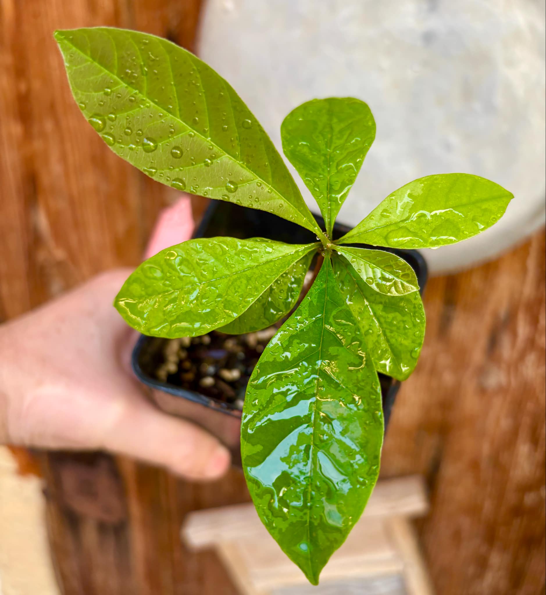 Marmixa (Pradosia lactescens) - 1 potted plant / 1 getopfte Pflanze
