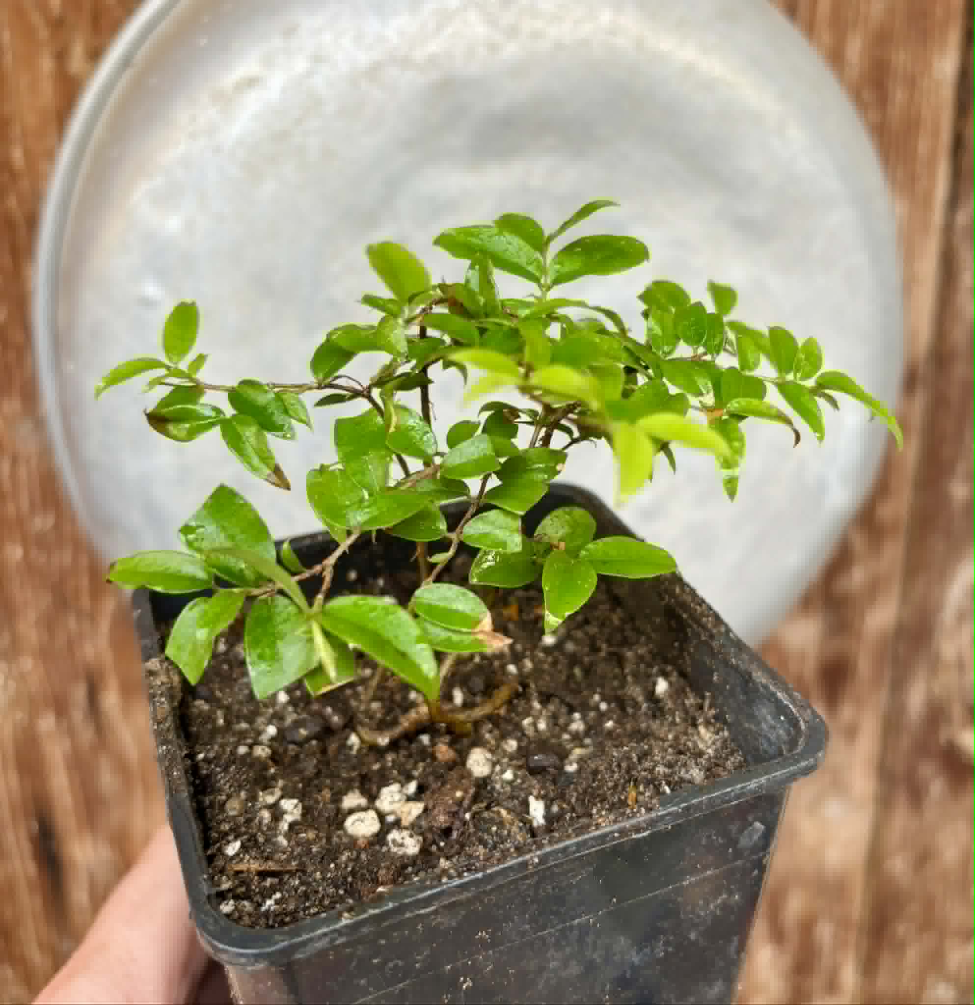 2 in 1 pot - Jaboticaba - Plinia sp Canelinha Polpa rosea - 2 seedlings in one pot / 2 Sämlinge in einem Topf