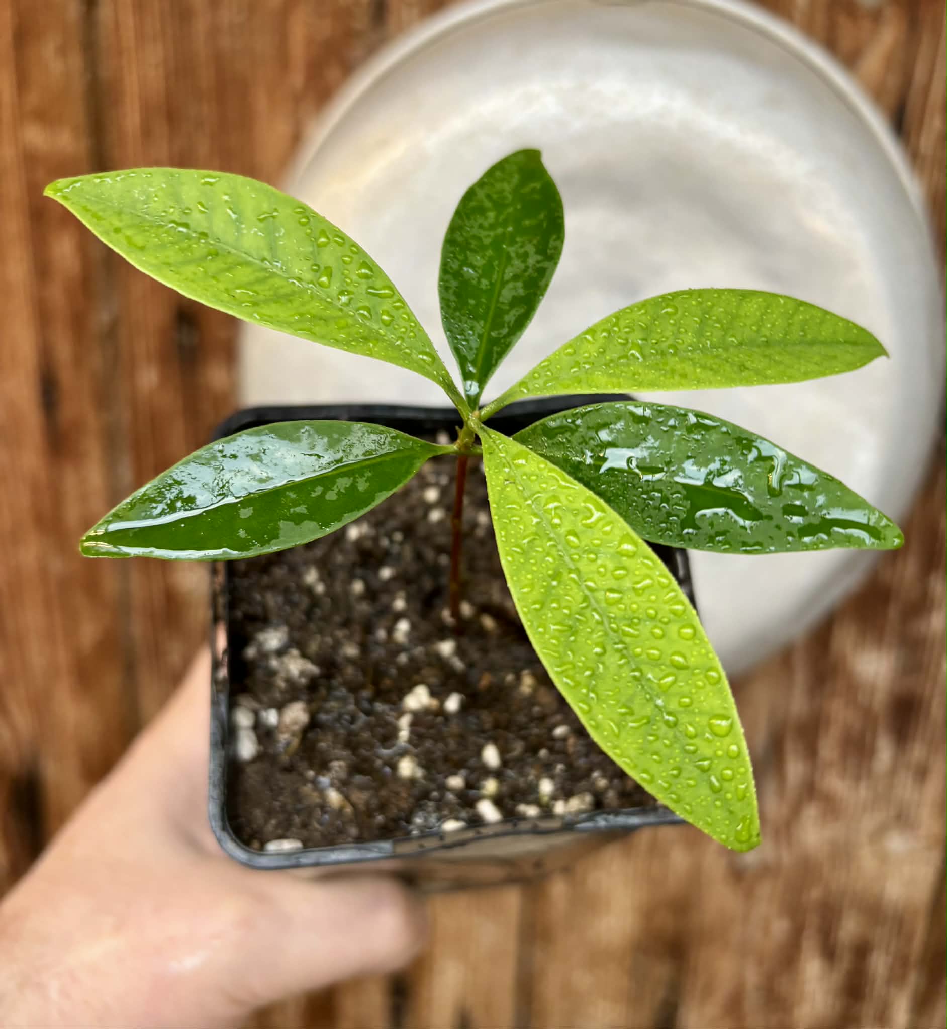 Grumixama-açu (Eugenia villae-novae) - 1 potted seedling / 1 getopfter Sämling