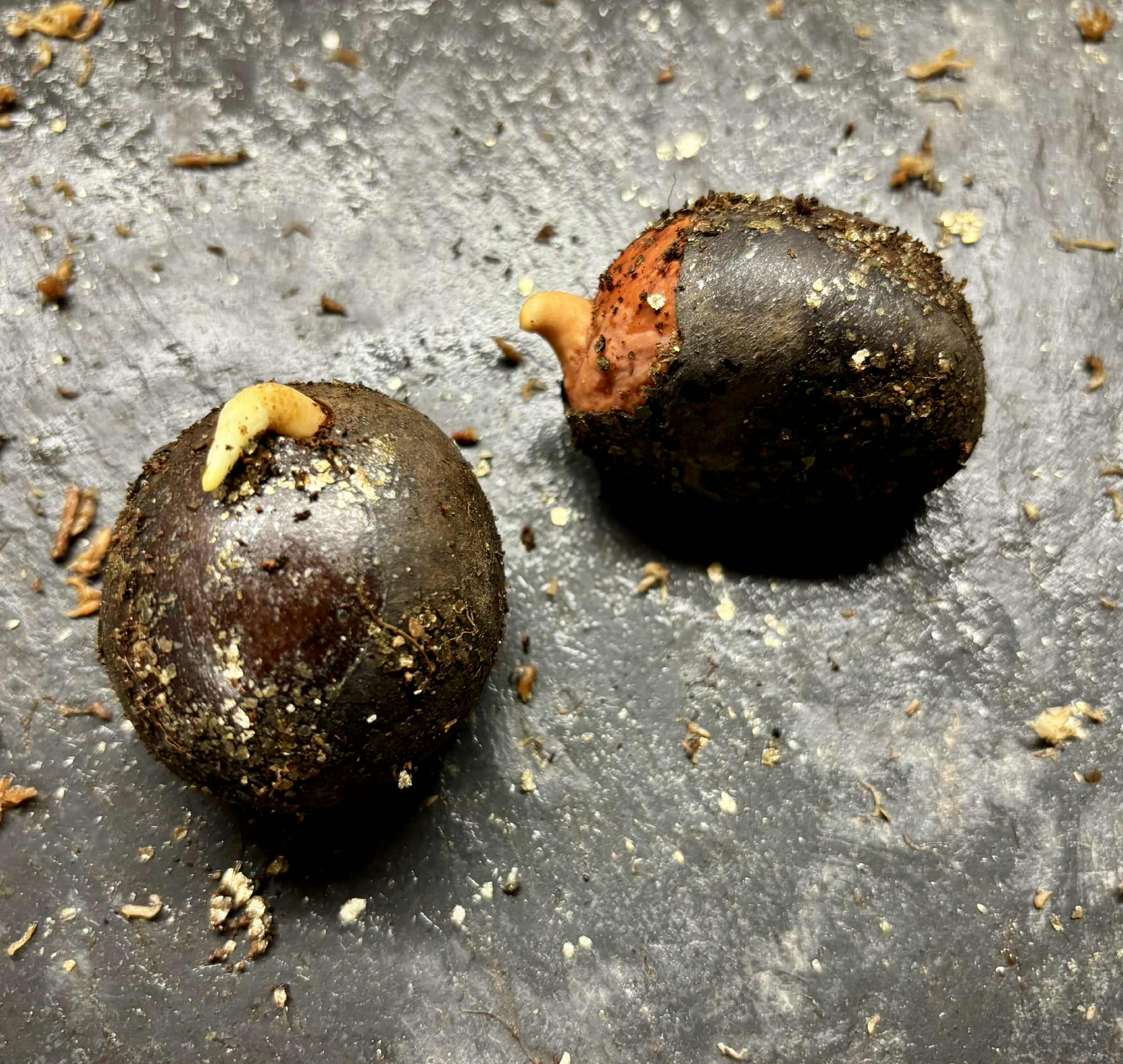 Pouteria aff. macrocarpa - 1 germinated seed / 1 gekeimter Samen