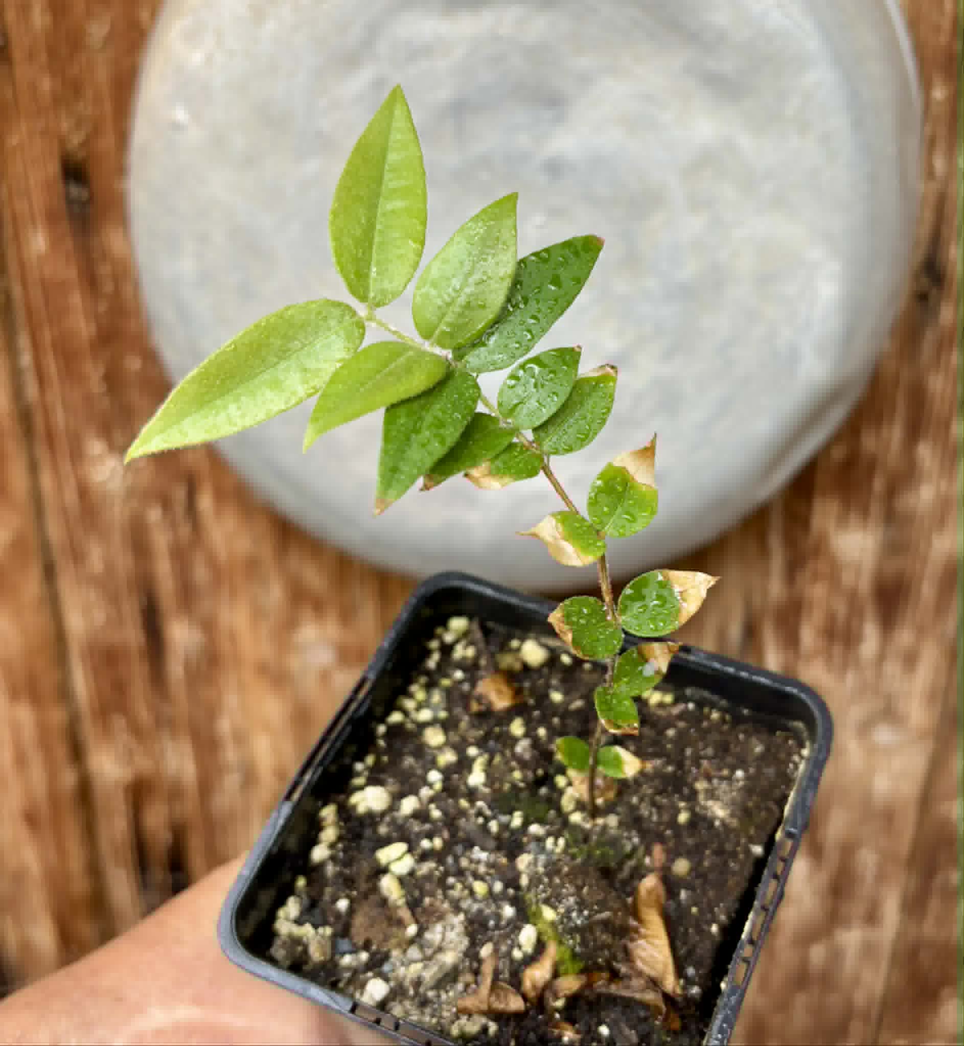 Myrciaria sp Cabeludinha preta (Blue Glomerata) - 1 pottet seedling / 1 getopfter Sämling