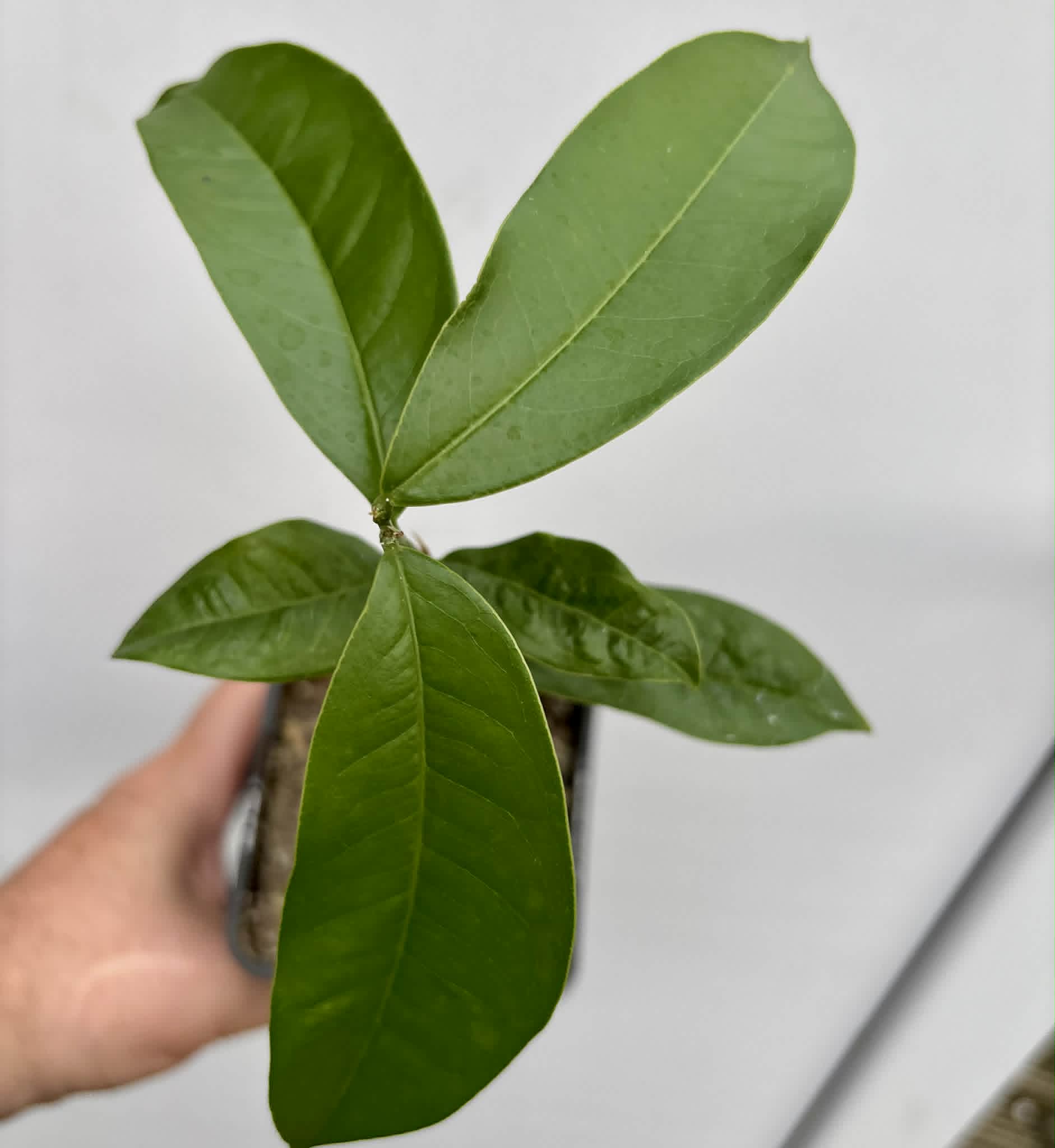Zollernia ilicifolia - 1 potted seedling / 1 getopfter Sämling