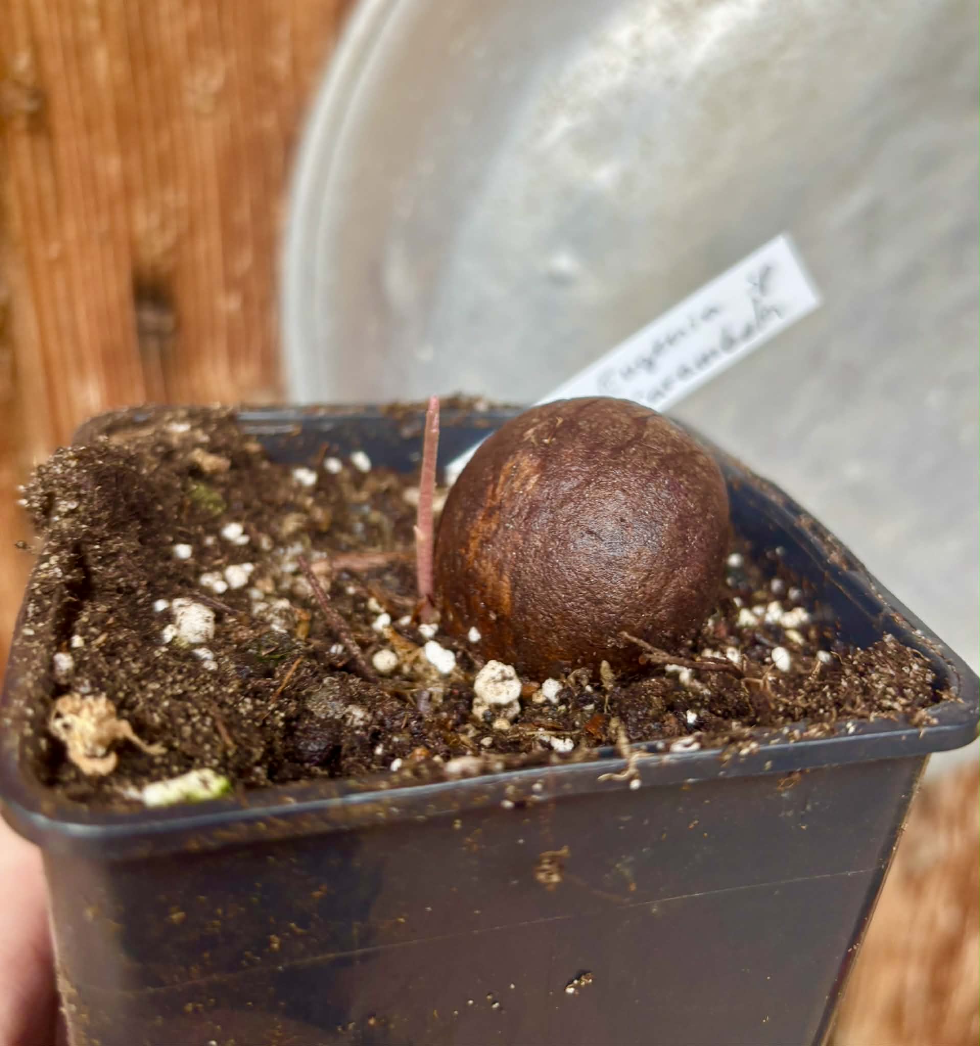 Eugenia sp Carambola - 1 potted seedling / 1 getopfter Sämling