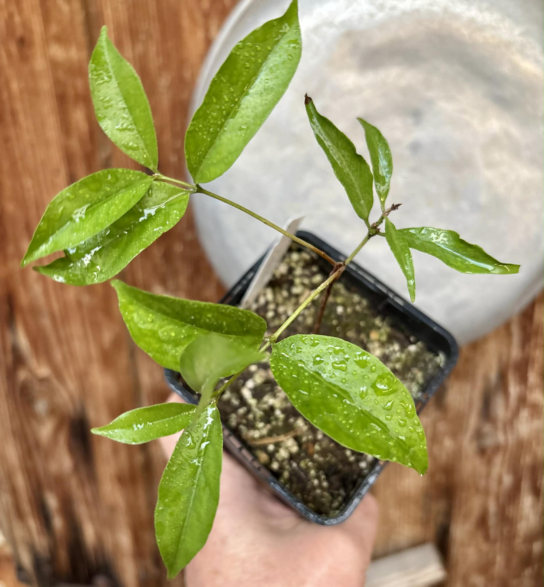 Eugenia sp Belmonte -  1 potted seedling / 1 getopfter Sämling