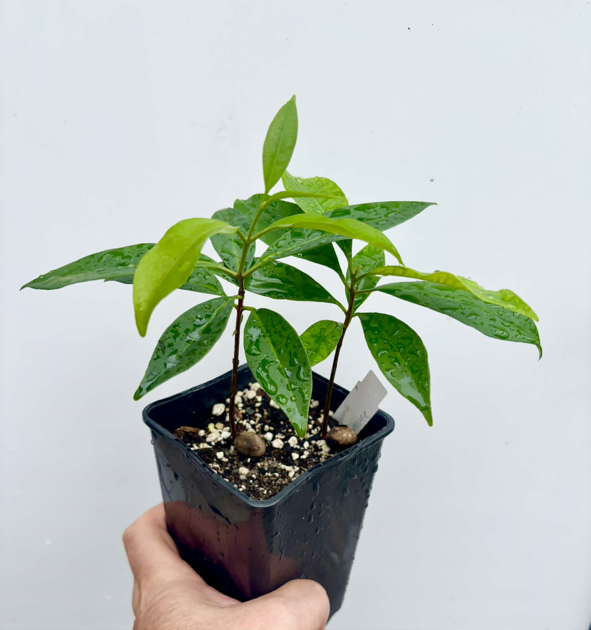 2 in 1 pot - Grumixama-açu (Eugenia villae-novae) - 2 seedlings in one pot / 2 Sämlinge in einem Topf