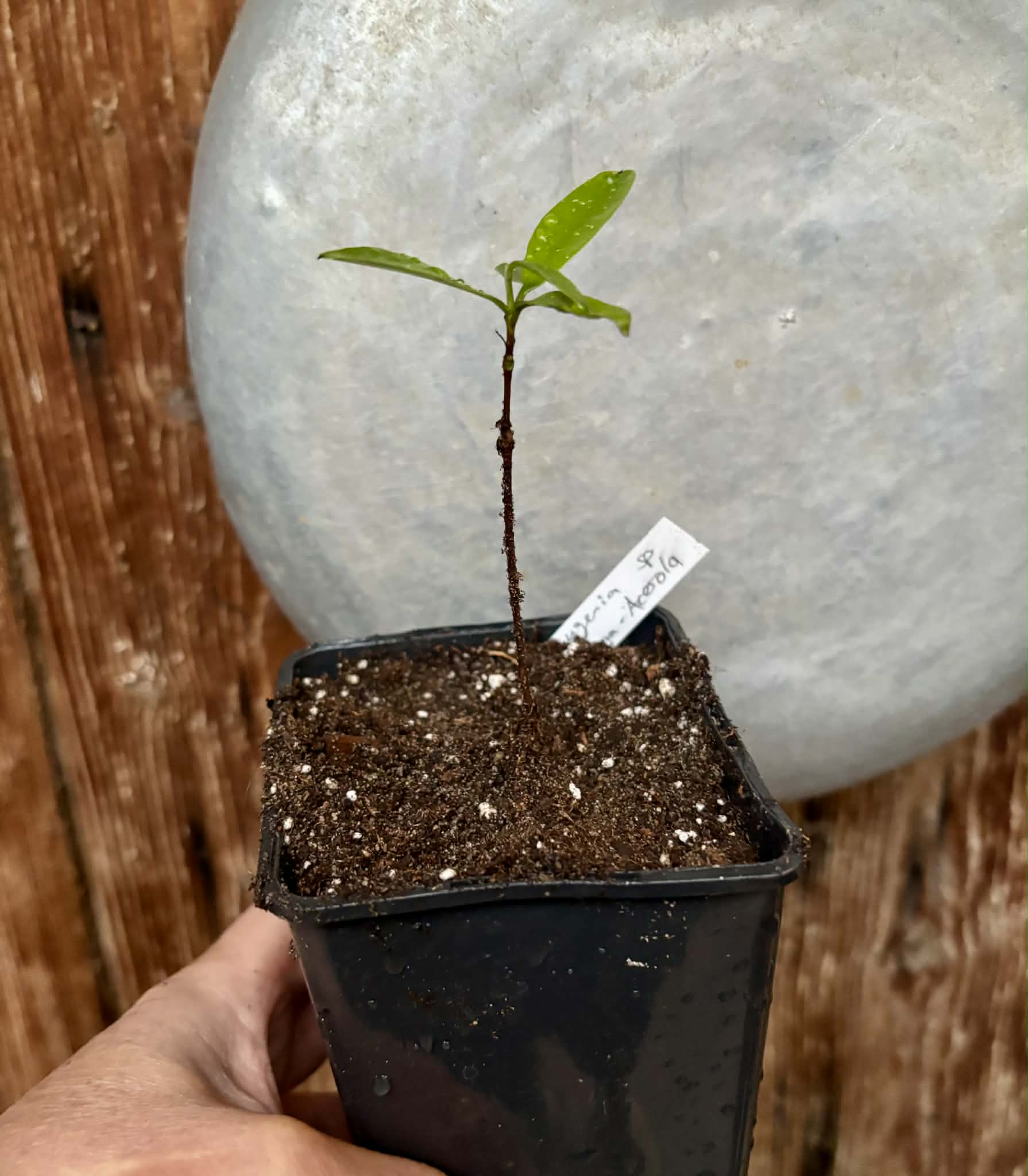 Eugenia sp Pitanga-Acerola - 1 potted seedling / 1 getopfter Sämling