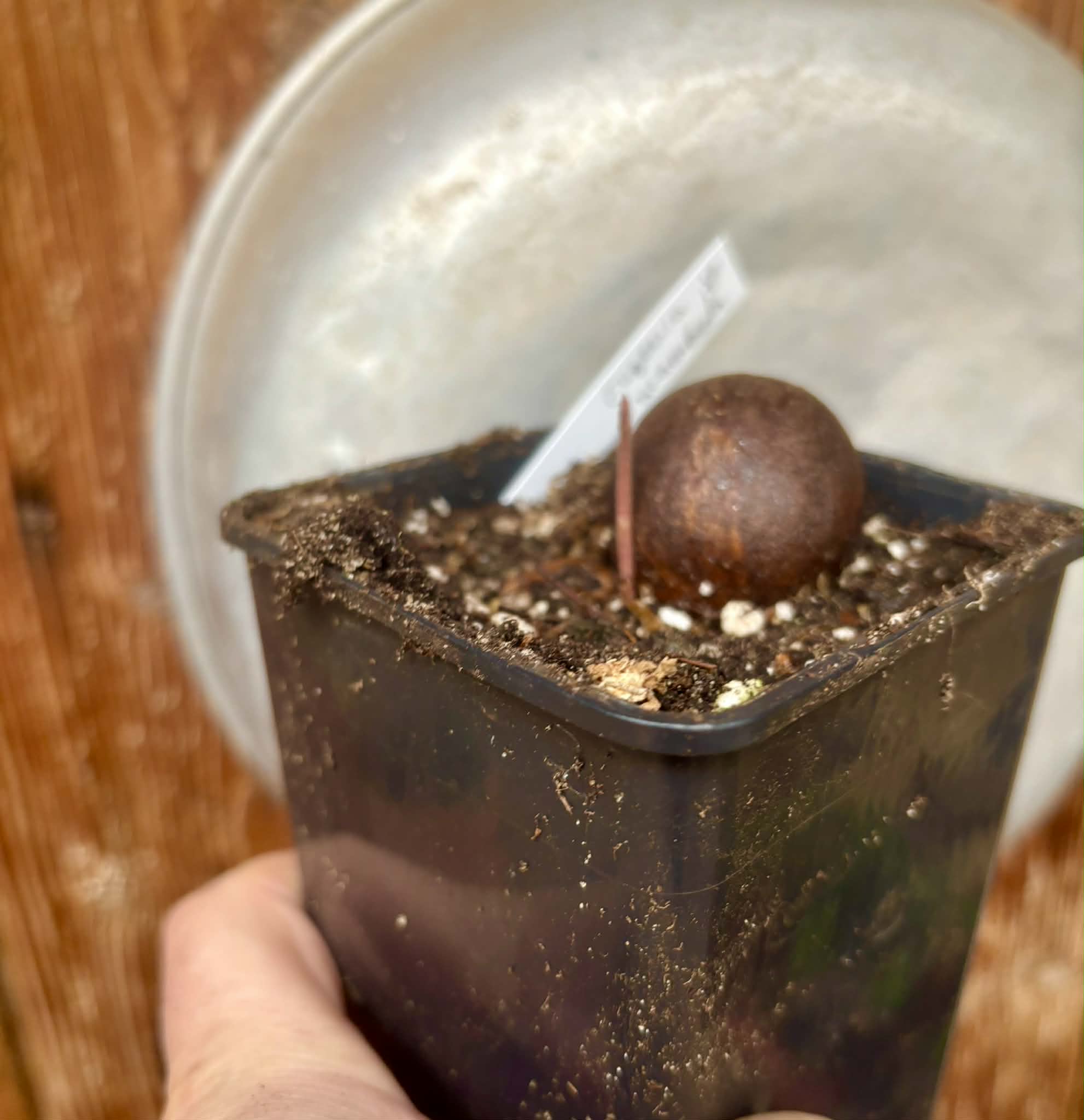 Eugenia sp Carambola - 1 potted seedling / 1 getopfter Sämling