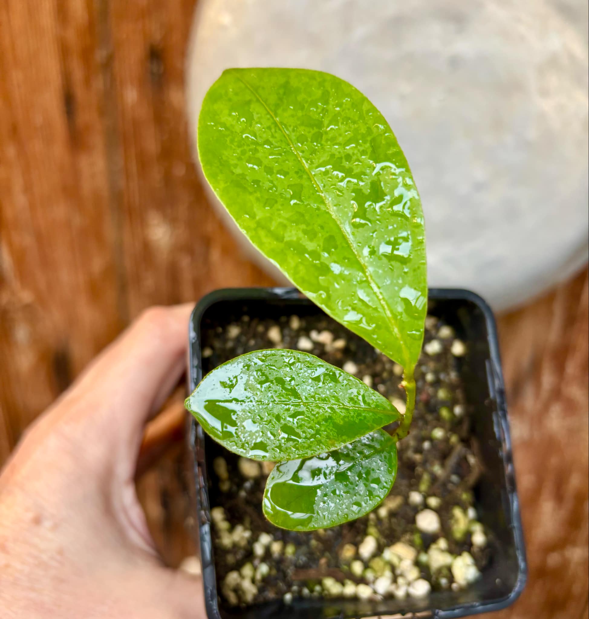 Annona aff excellens - 1 potted seedling / 1 getopfter Sämling