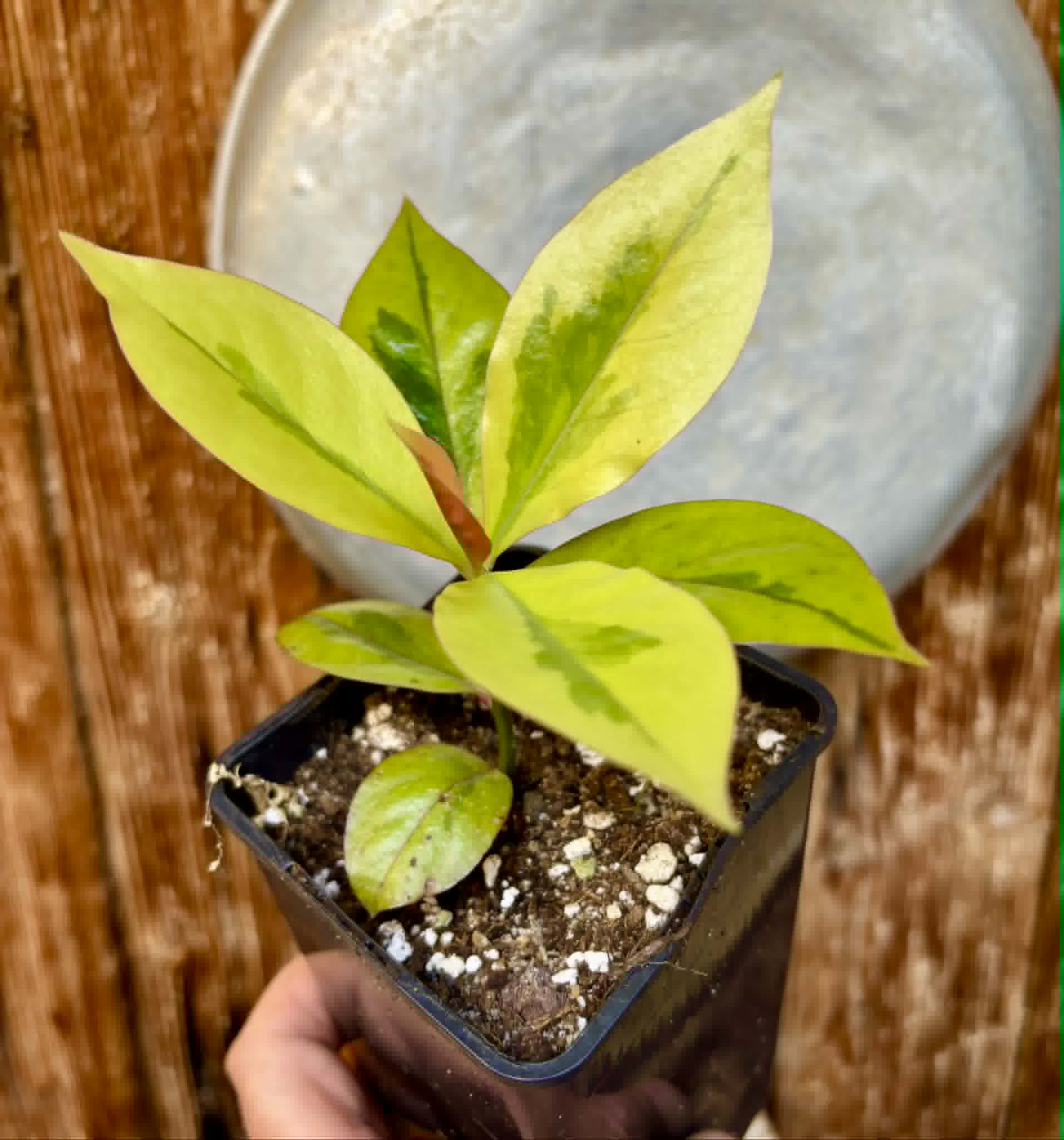 variegated Pereskia aculeata - Barbados Gooseberry - 1 potted plant / 1 getopfte Pflanze