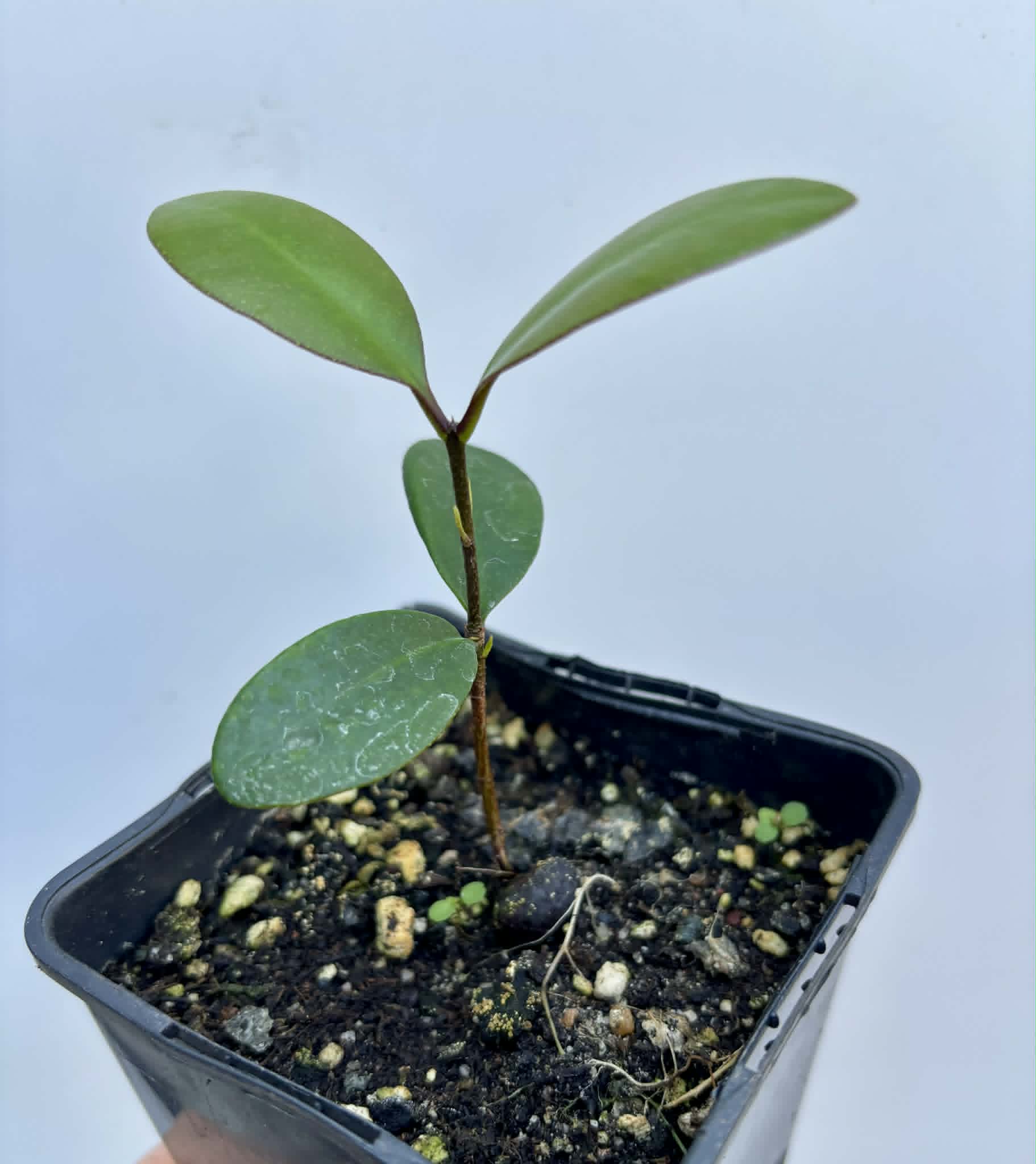 last plant - Eugenia sp Pindoca - 1 potted seedling / 1 getopfter Sämling