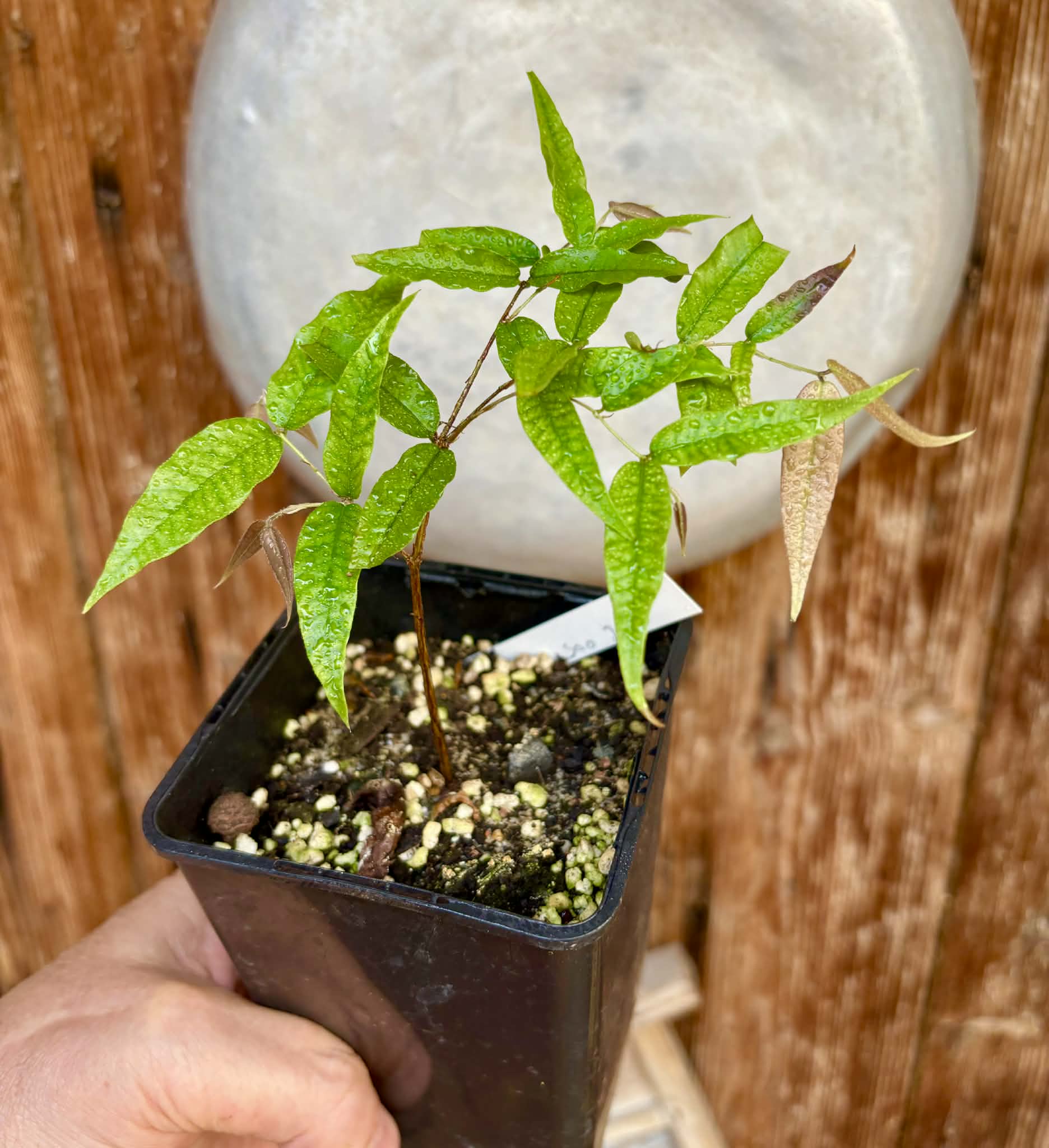 Plinia sp Cabo longo Sao Joao -  1 potted seedling / 1  getopfter Sämling