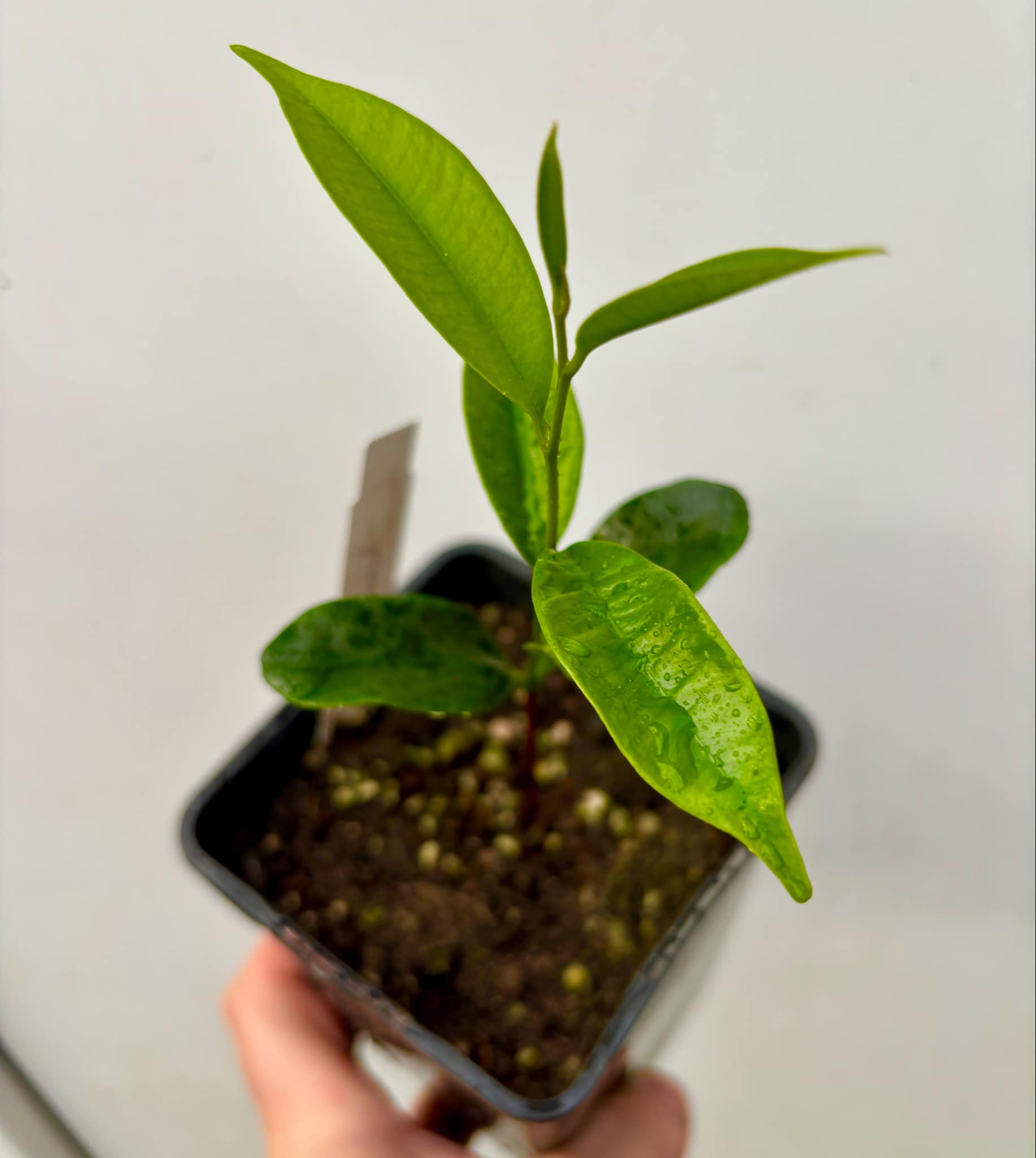 Diploon cuspidatum  -  1 small potted seedling / 1 kleiner, getopfter Sämling