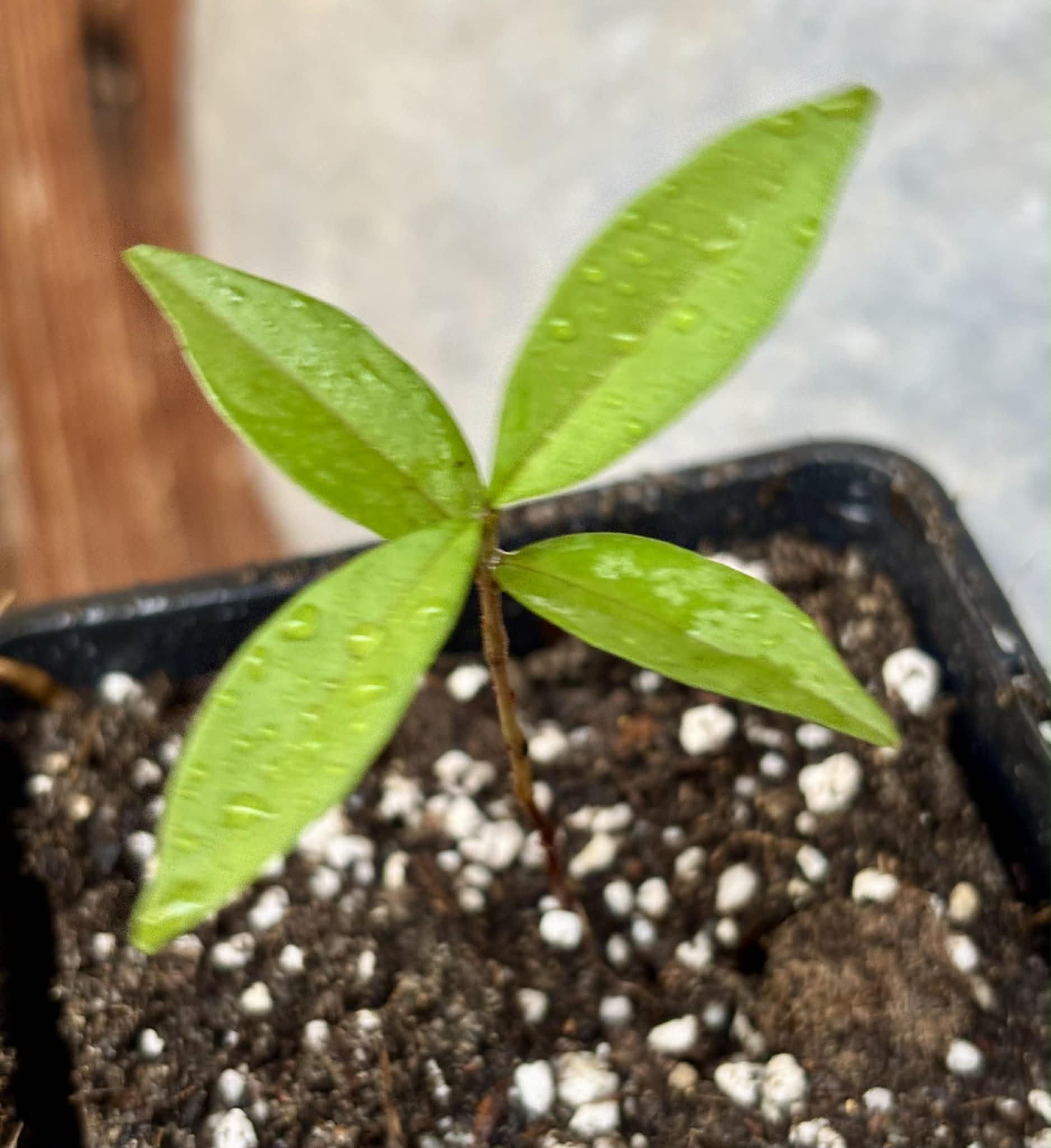 Eugenia sp Roxa do Rio - 1 potted seedling / 1 getopfter Sämling