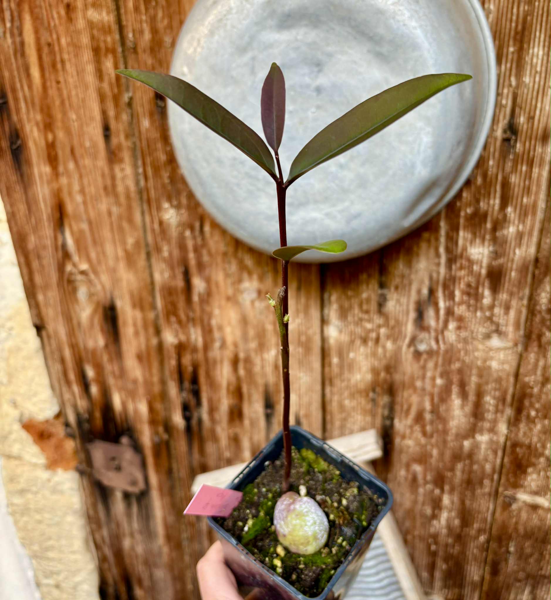 Eugenia sp Maca BIG -  1 potted seedling / 1 getopfter Sämling
