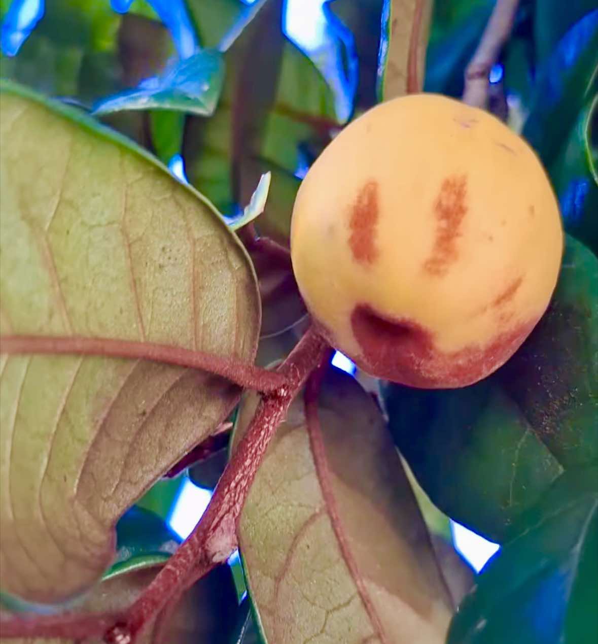 Collection of 5 rare exotic fruit plants -  5 different potted plants / 5 verschiedene, getopfte Pflanzen