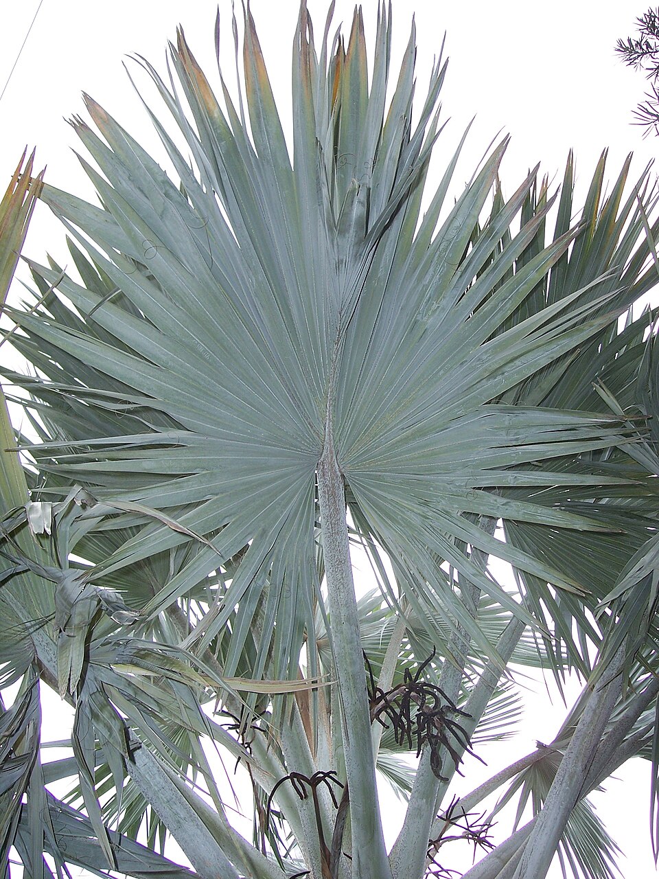 Bismarckia nobilis -  3 fresh seeds / 3 frische Samen