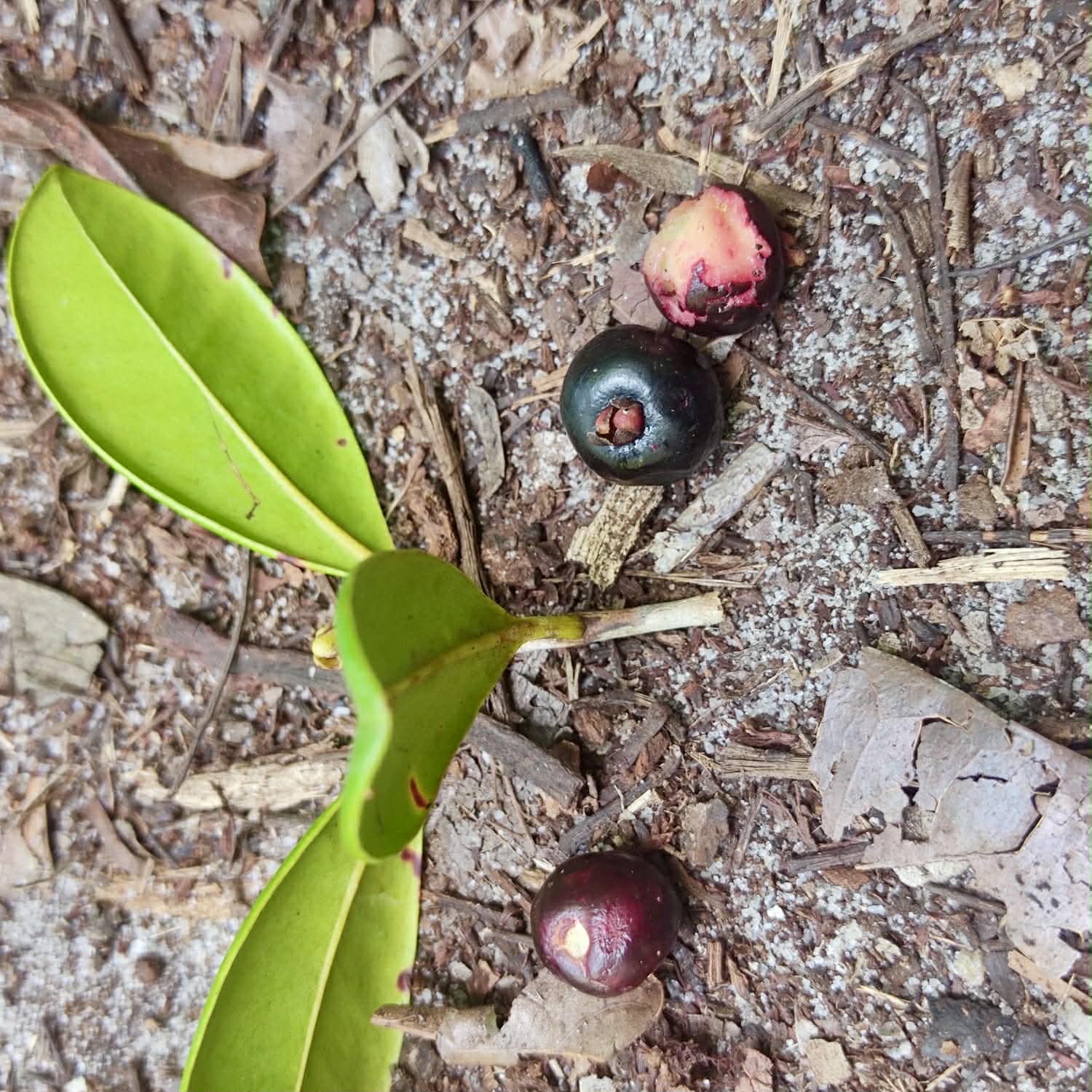 Pre Order - Psidium sp Camamu - 1 fresh seed / 1 frischer Samen