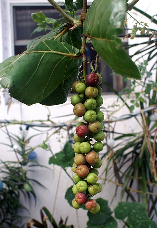 Sea Grape (Coccoloba uvifera)  -  3 fresh seeds / 3 frische Samen