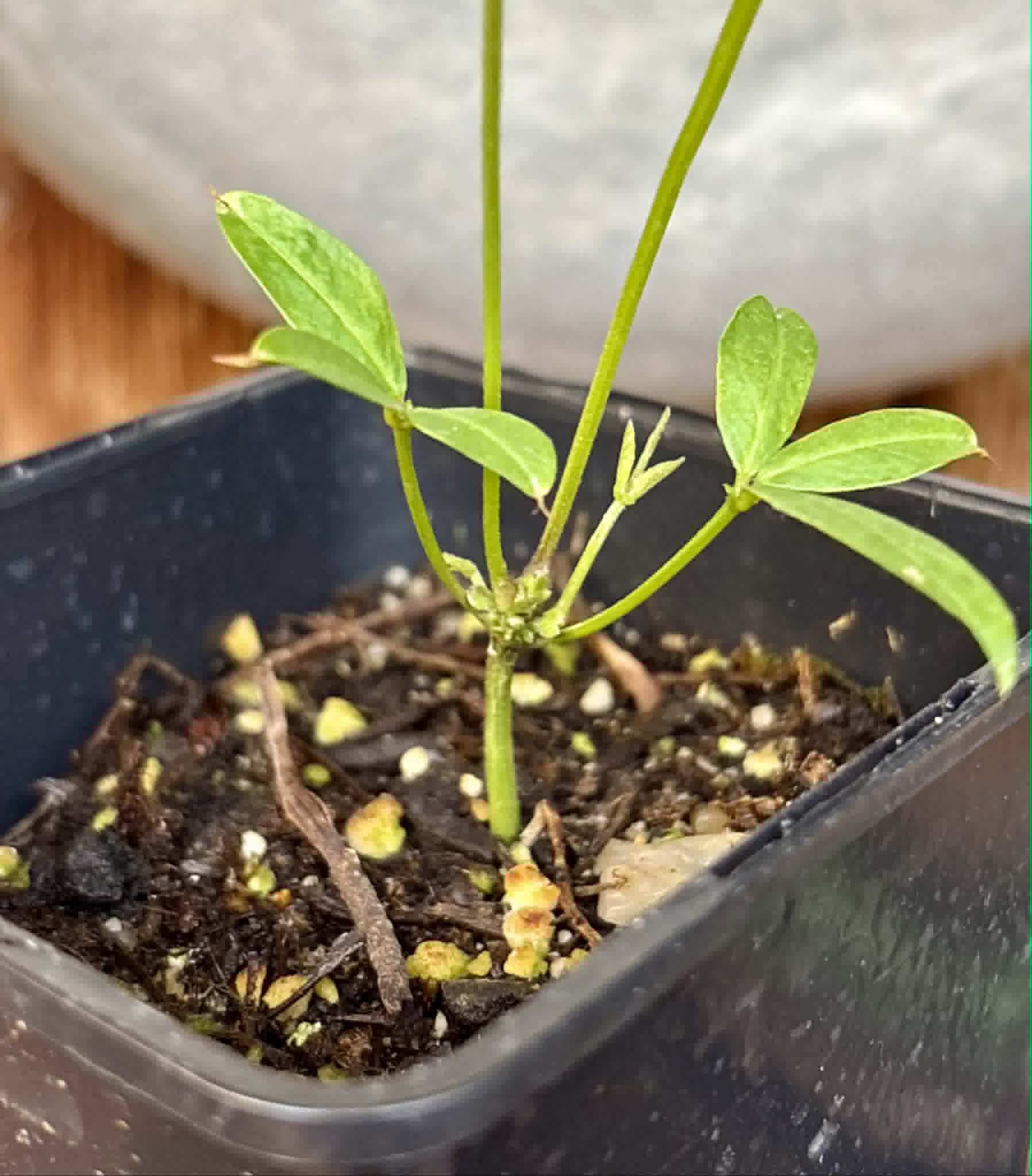 Bambara Groundnut (Vigna subterranea) -  1 potted plant / 1getopfte Pflanze