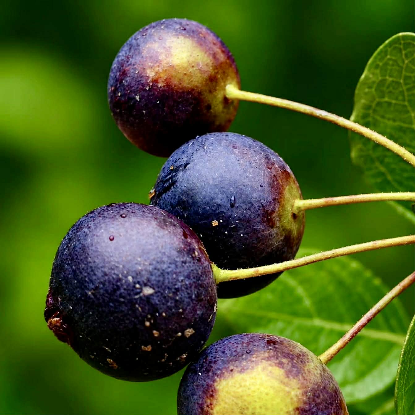 Campomanesia eugenioides var desertorum -  1 fresh seed / 1 frischer Samen