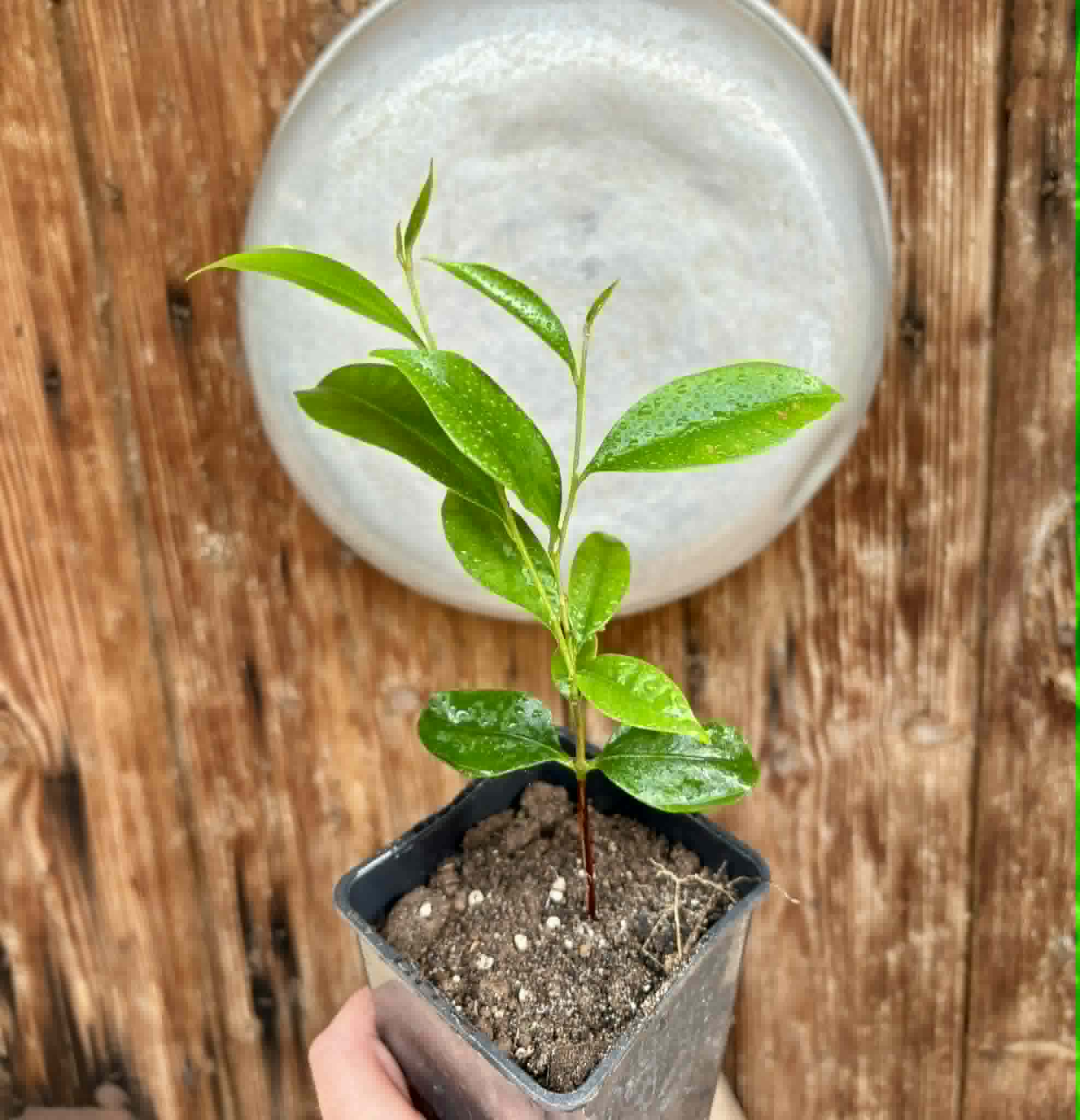 Diploon cuspidatum  -  1 potted seedling / 1 getopfter Sämling