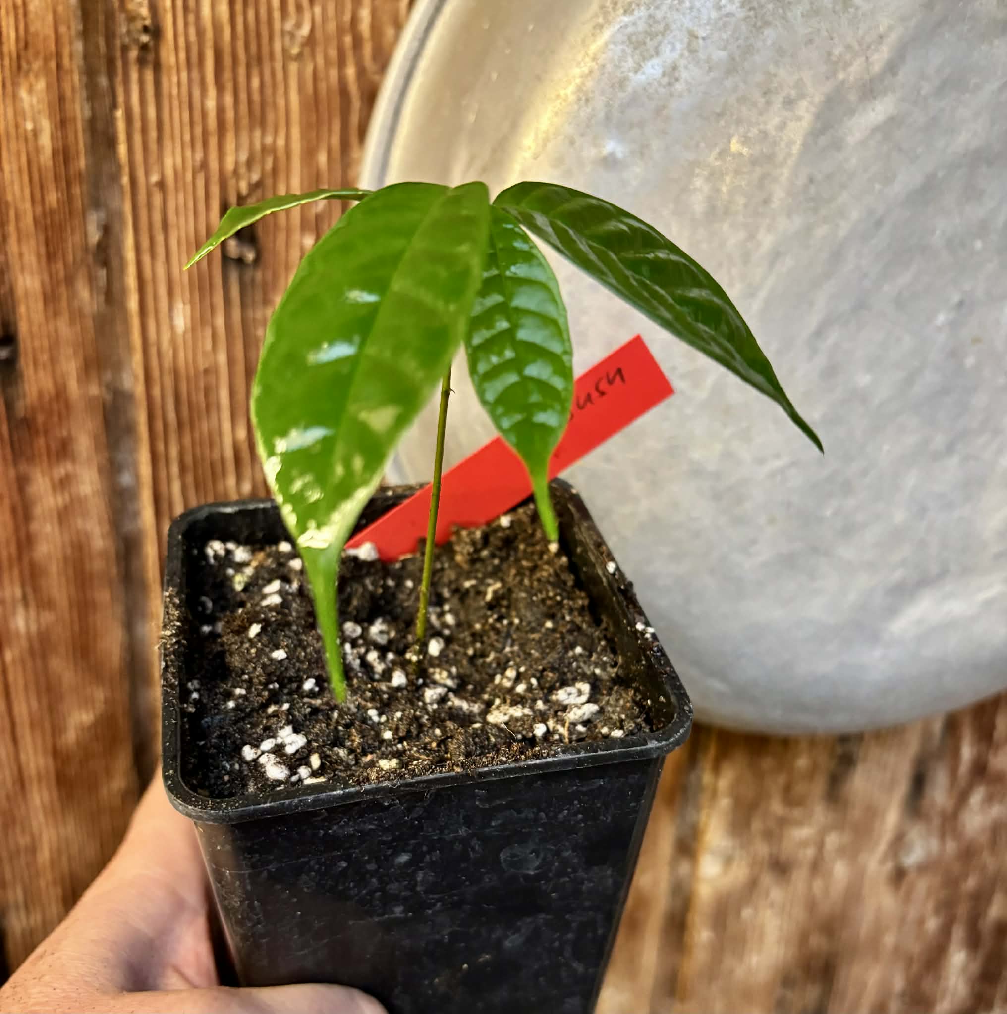 Kesusu (Prainea limpato) - 1 potted seedling / 1 getopfter Sämling