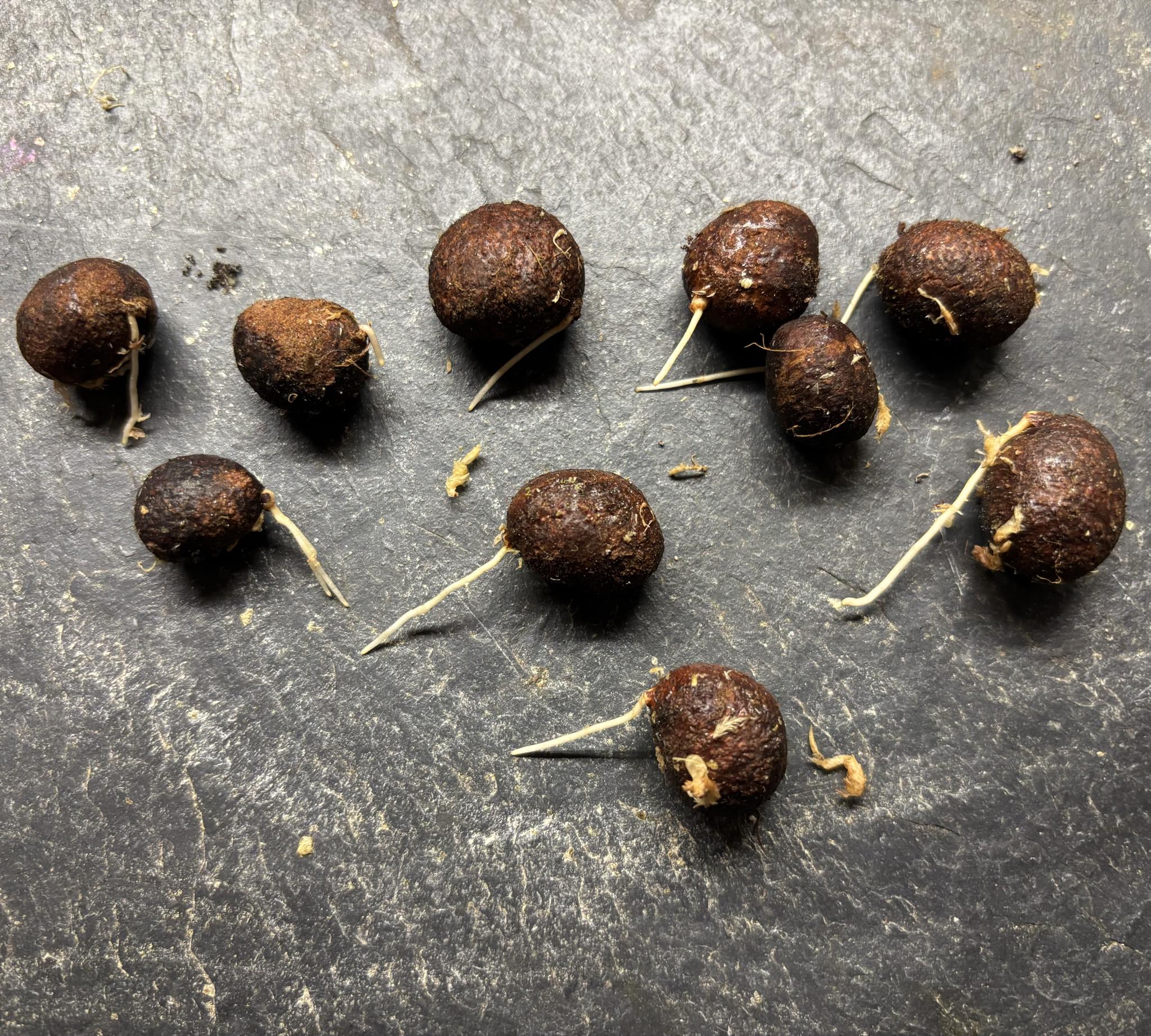 Eugenia rotundifolia var. Maruim - 1 germinated seed / 1 gekeimter Samen