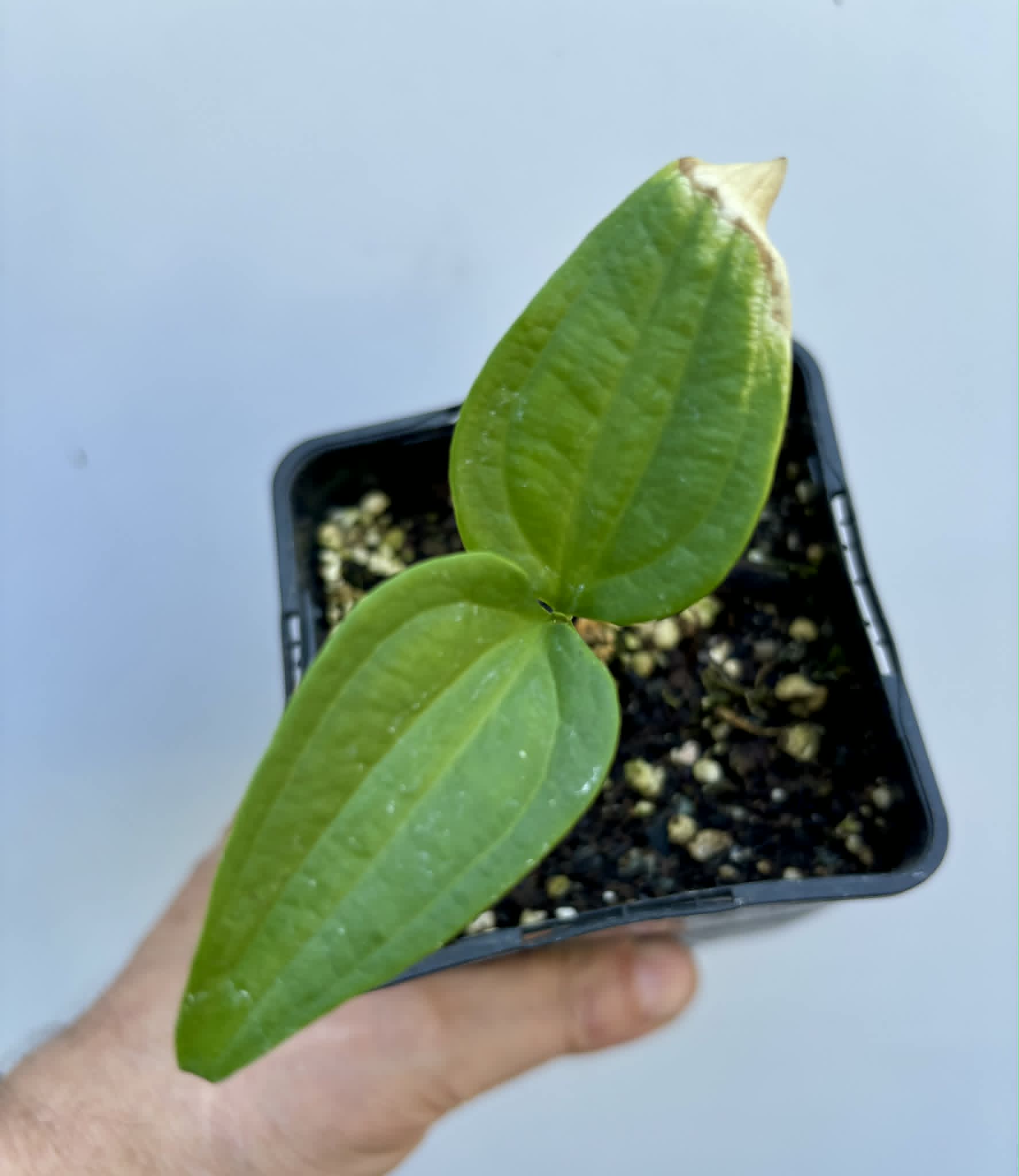 Dulacia sp. Cafe Doce  -  1 potted seedling / 1 getopfter Sämling