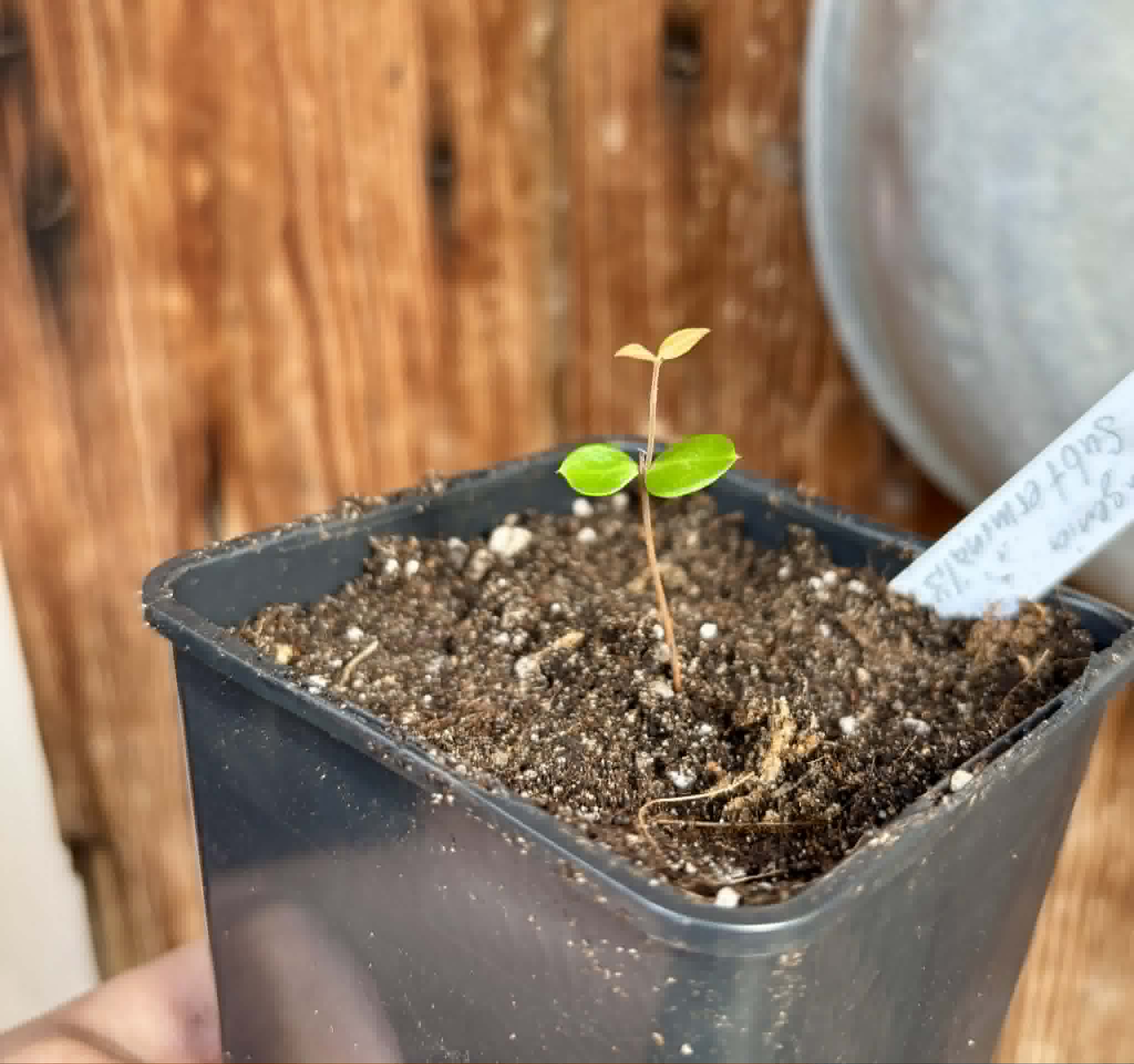 Eugenia subterminalis - 1 potted seedling / 1 getopfter Sämling