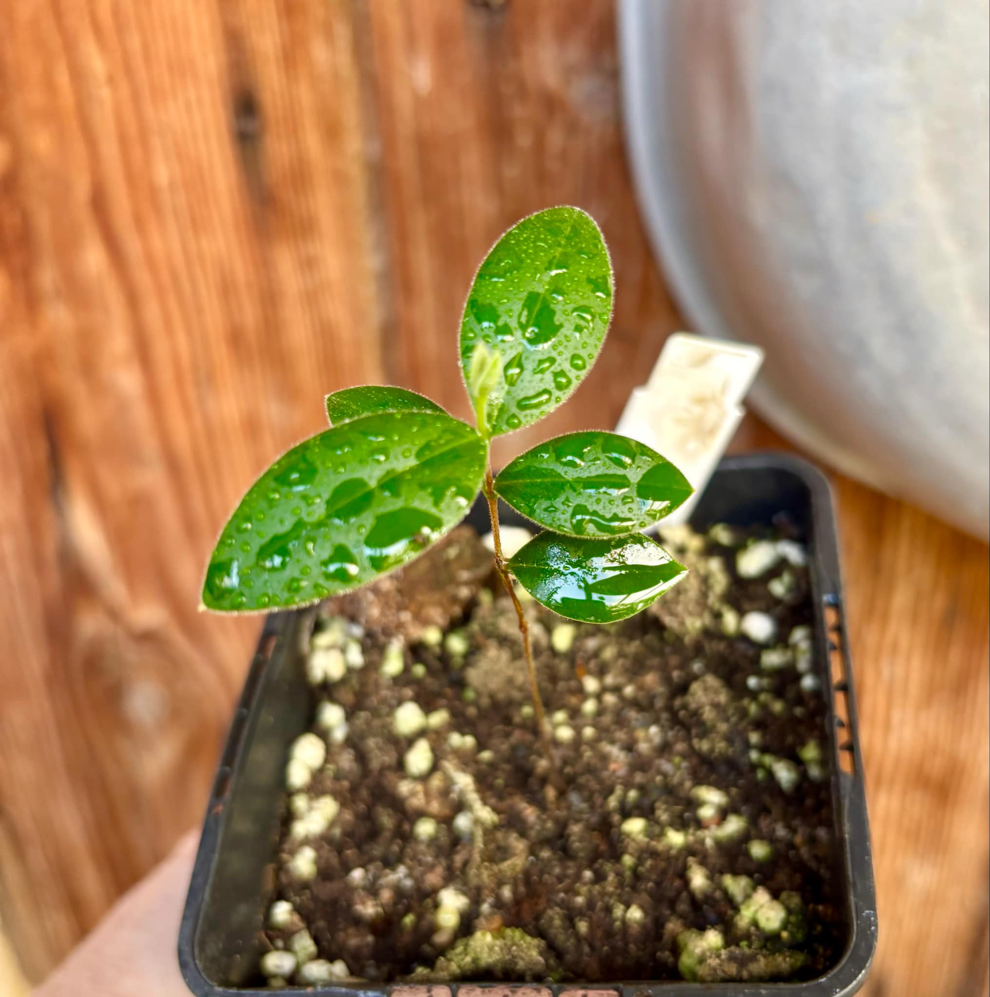 Myrcianthes pungens - Guabiju - 1 potted plant / 1 getopfte Pflanze Myrcianthes pungens - Guabiju - 1 potted plant / 1 getopfte Pflanze