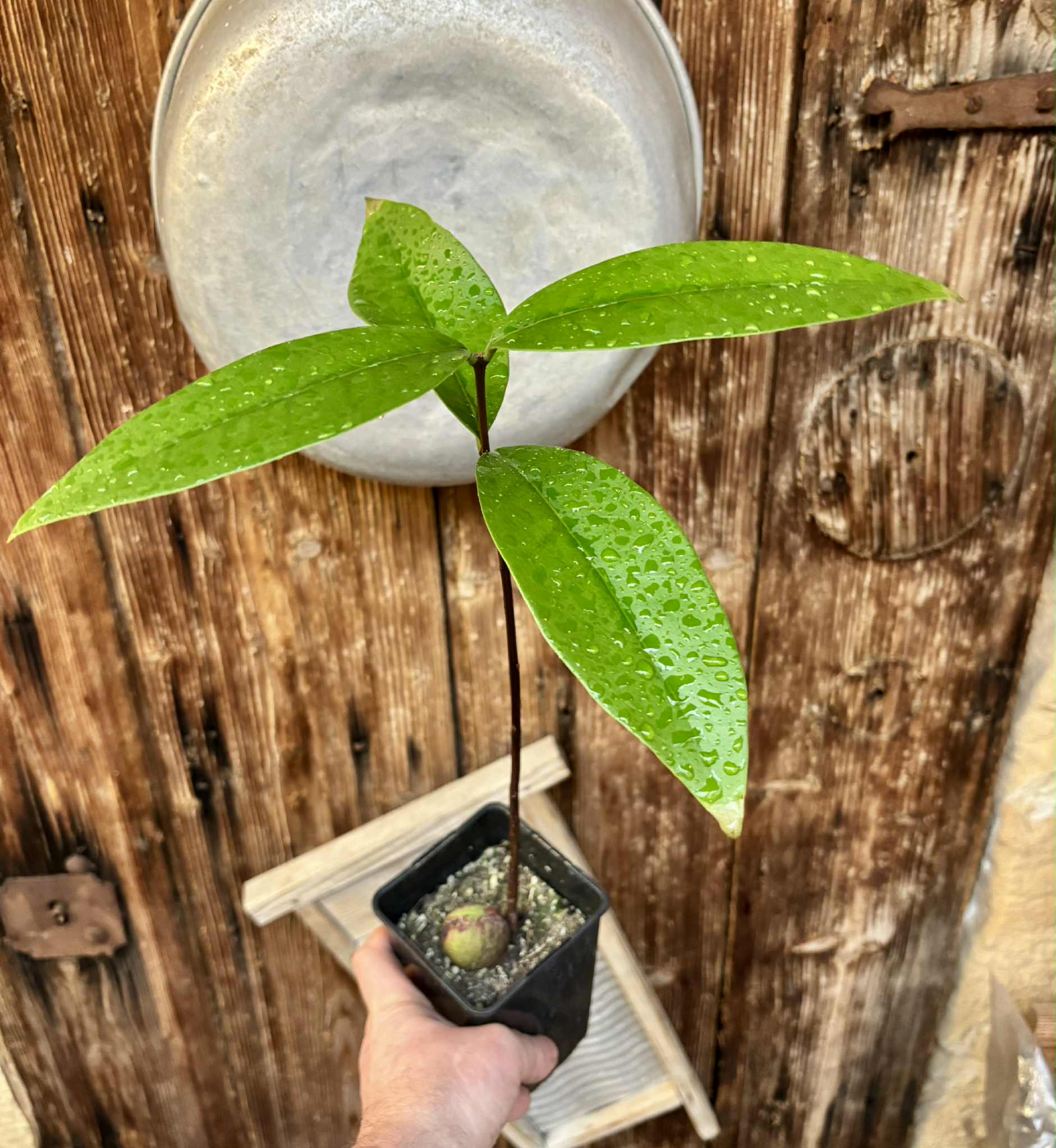 Eugenia sp Maca BIG -  1 potted seedling / 1 getopfter Sämling
