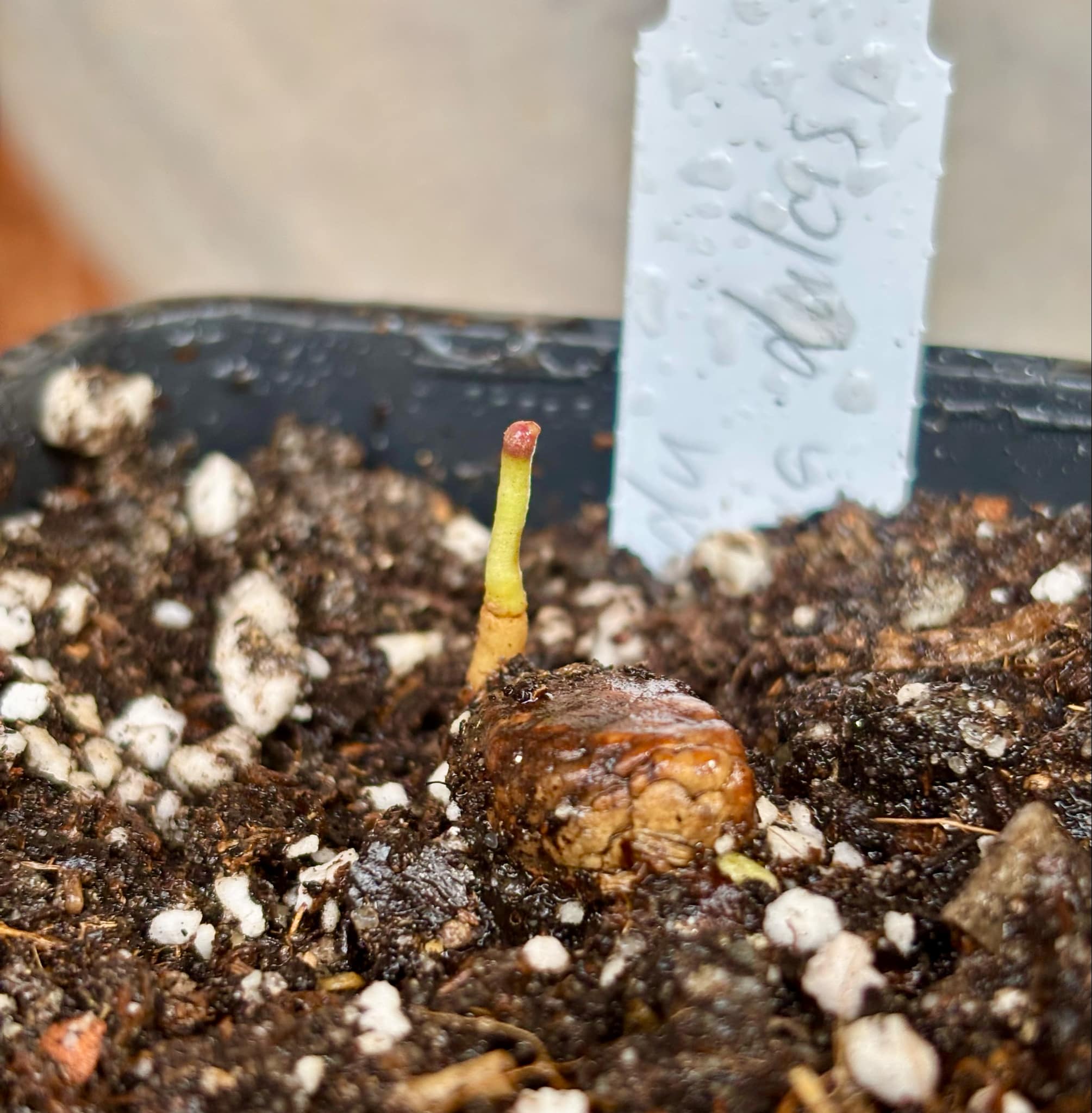 Garcinia dulcis - Mundu  - 1 small potted seedling / 1 kleiner, getopfter Sämling