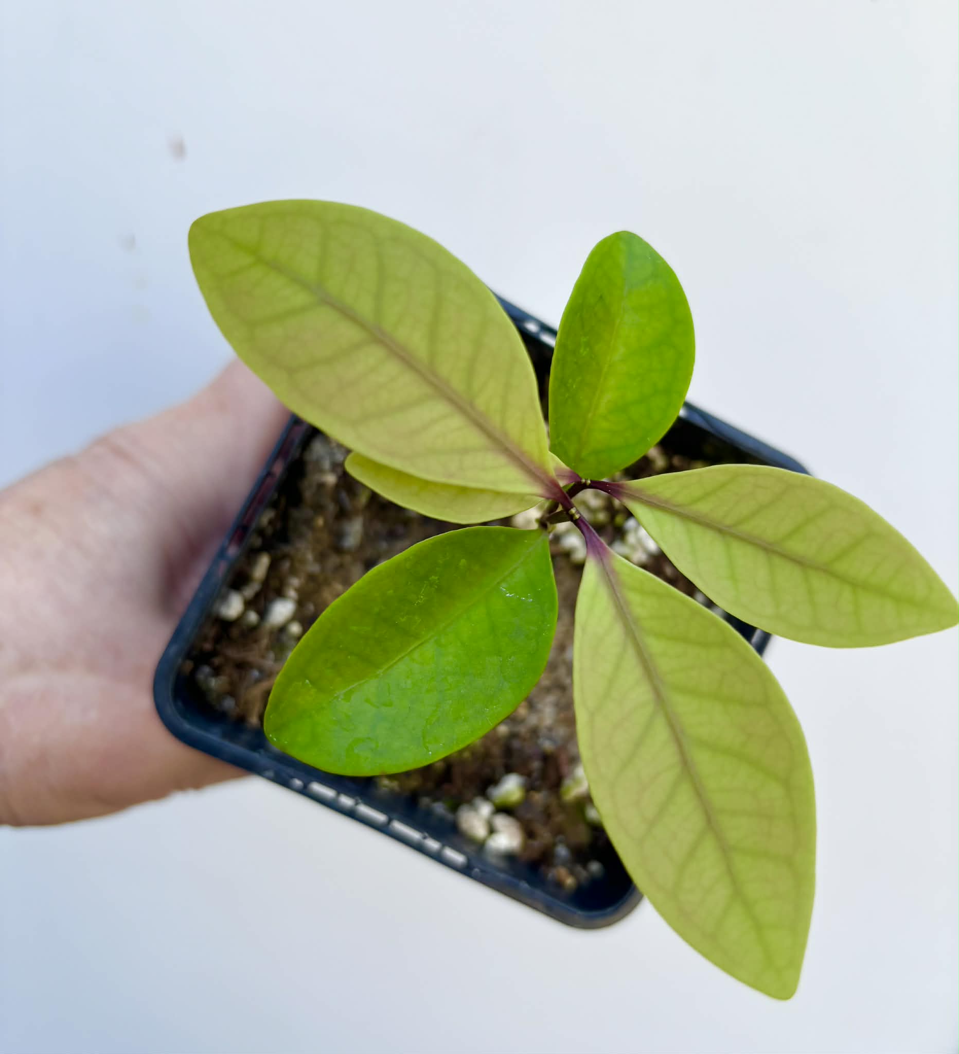 Eugenia rotundifolia var. Maruim - 1 potted seedling / 1 getopfter Sämling