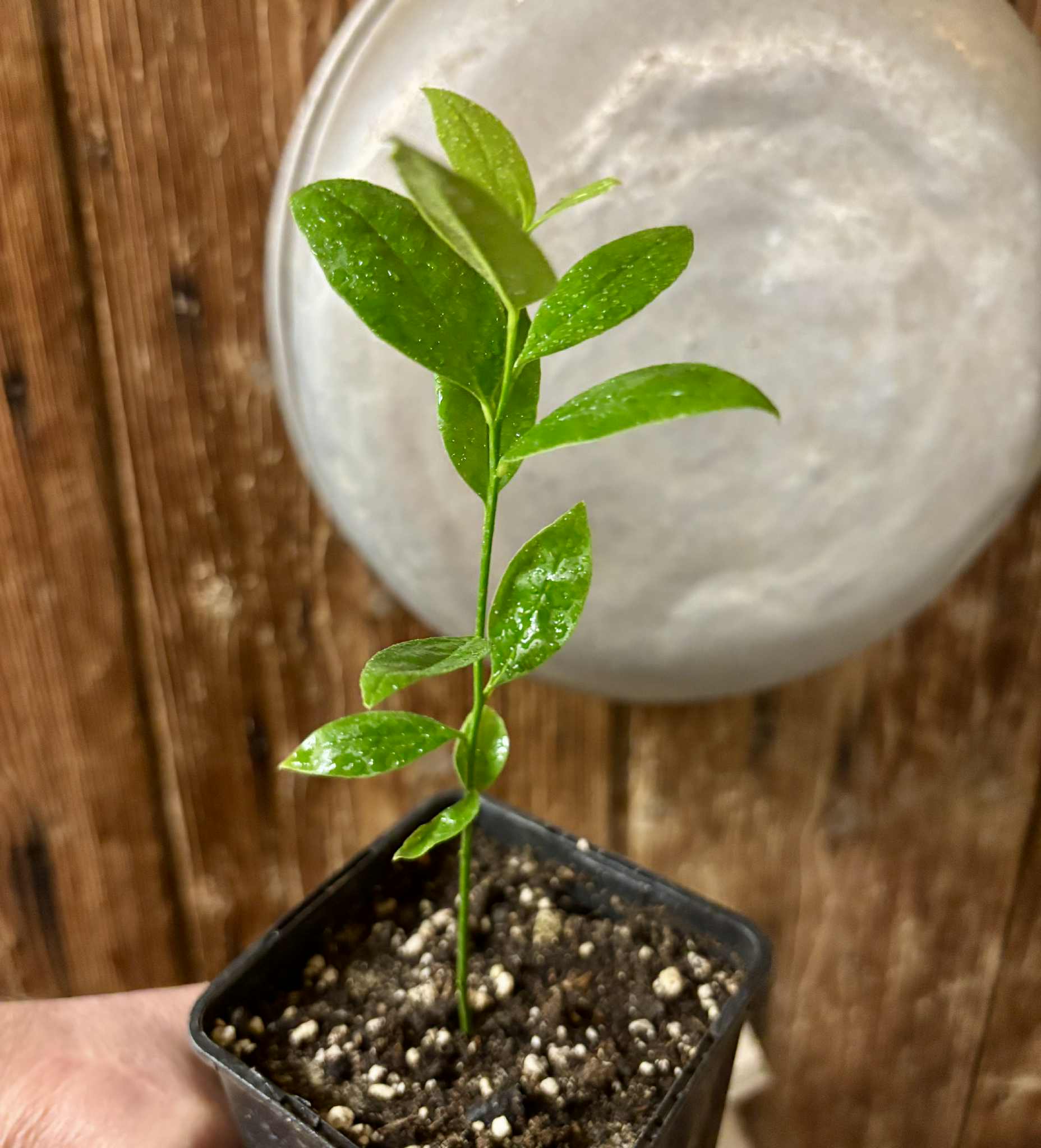 Ximenia americana - Ameixa da Caatinga - 1 potted seedling / 1 getopfter Sämling