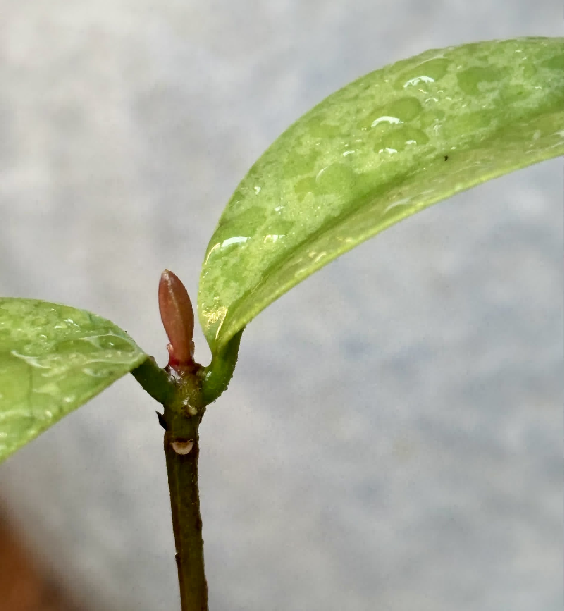Eugenia itapemirimensis - 1 potted plant / 1 getopfte Pflanze