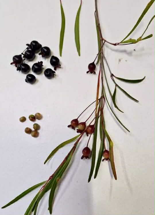 Eugenia salicifolia  - 1 fresh seed / 1 frischer Samen