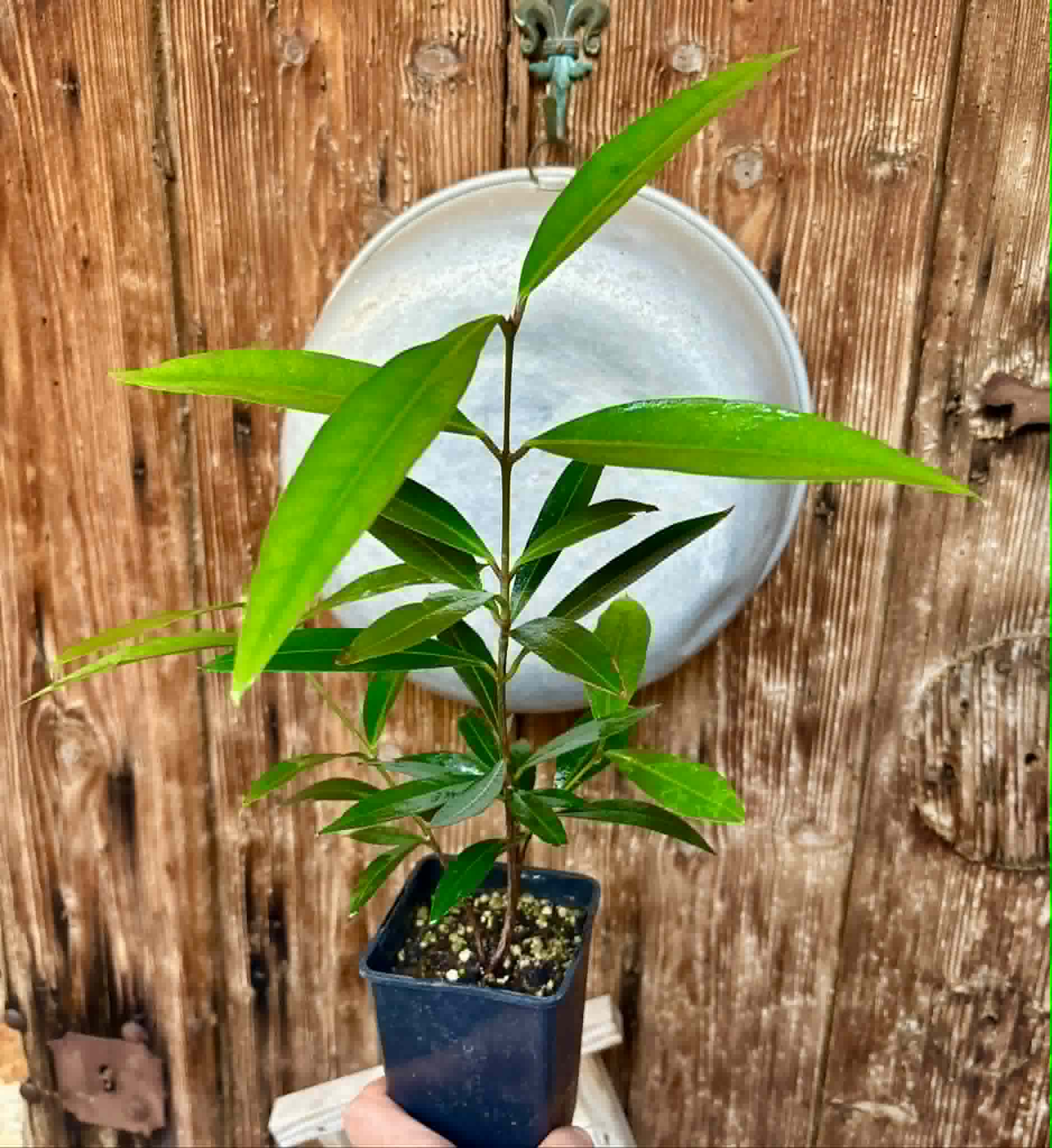 Eugenia sp Jambo da Mata -  1  potted seedling / 1 getopfter Sämling