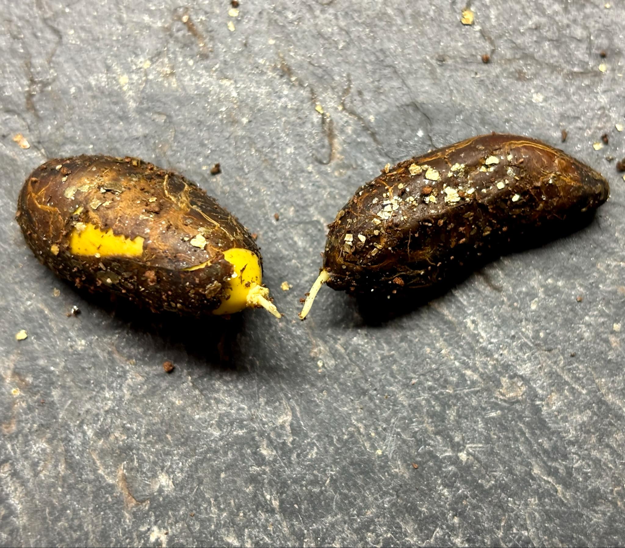 Garcinia dulcis - Mundu - 1 germinated seed / 1 gekeimter Samen Garcinia dulcis - Mundu - 1 germinated seed / 1 gekeimter Samen
