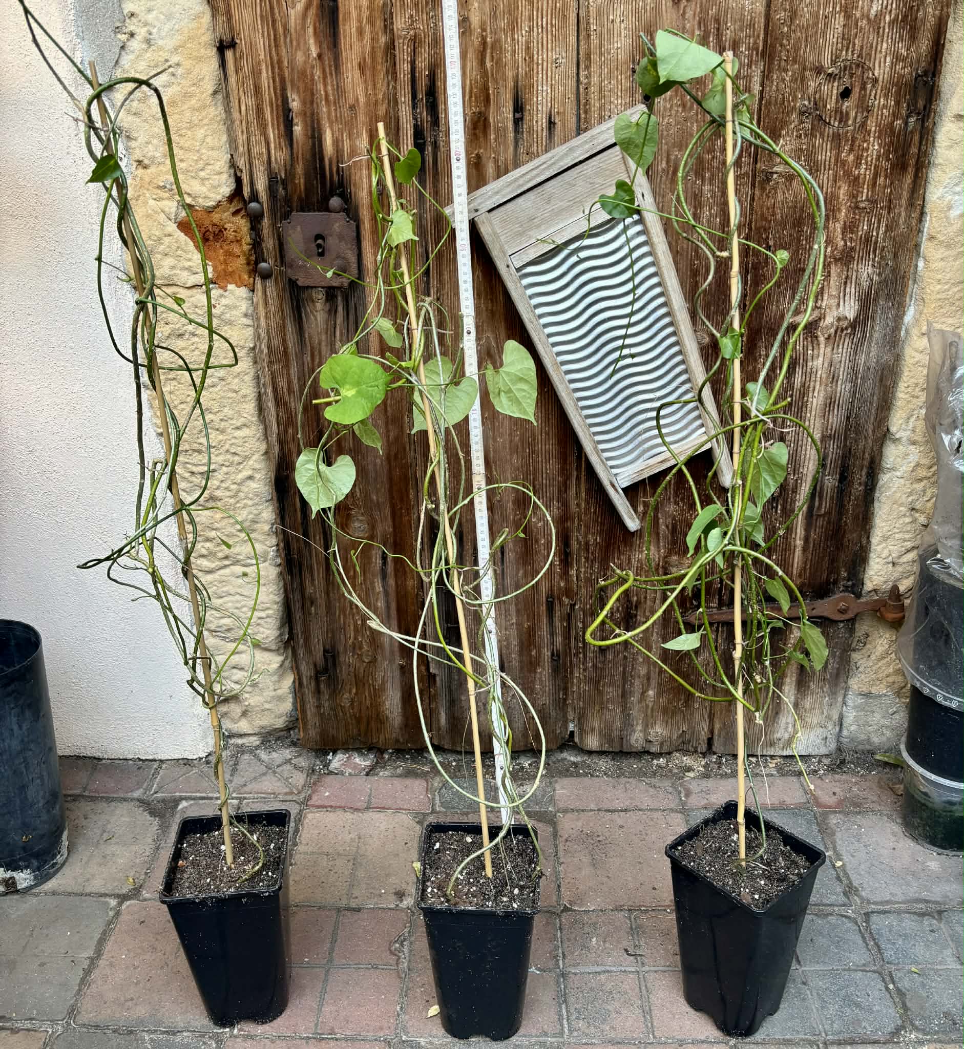 Uva do Mato (Disciphania ernstii) - 1 potted plant / 1 getopfte Pflanze