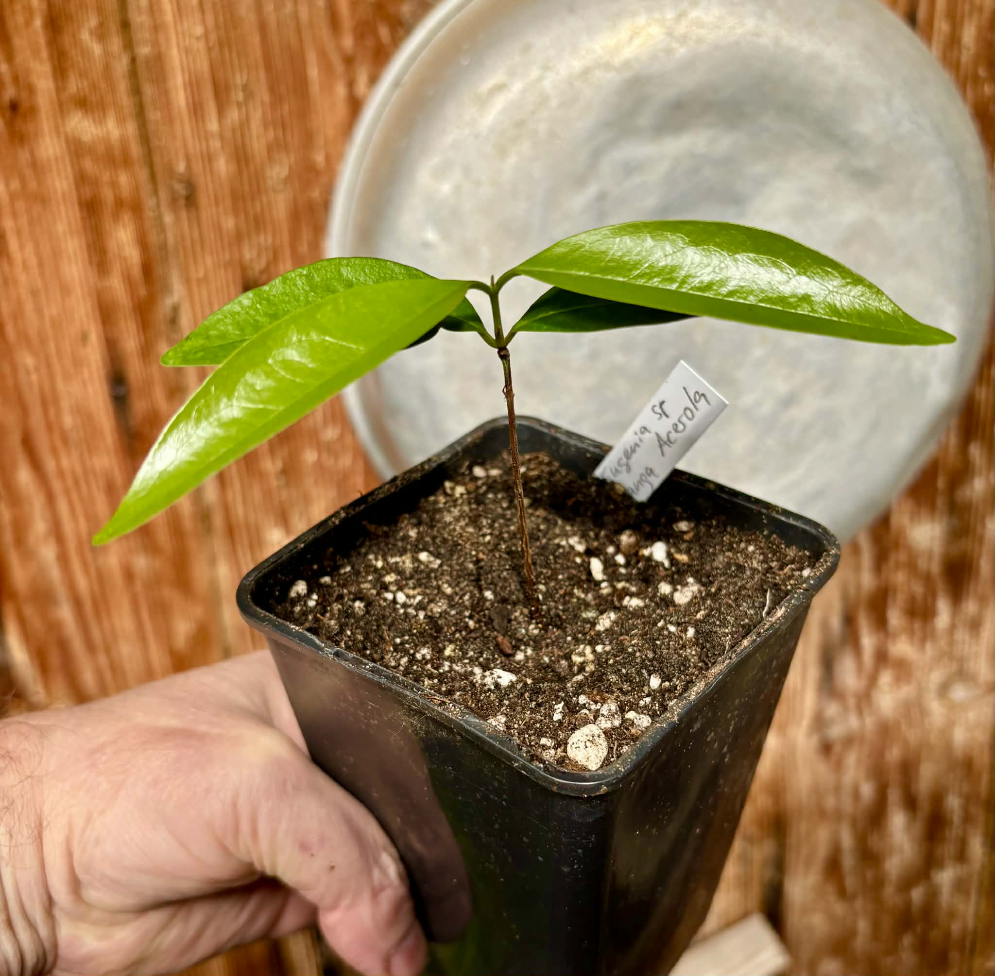 Eugenia sp Pitanga-Acerola - 1 potted plant / 1 getopfte Pflanze
