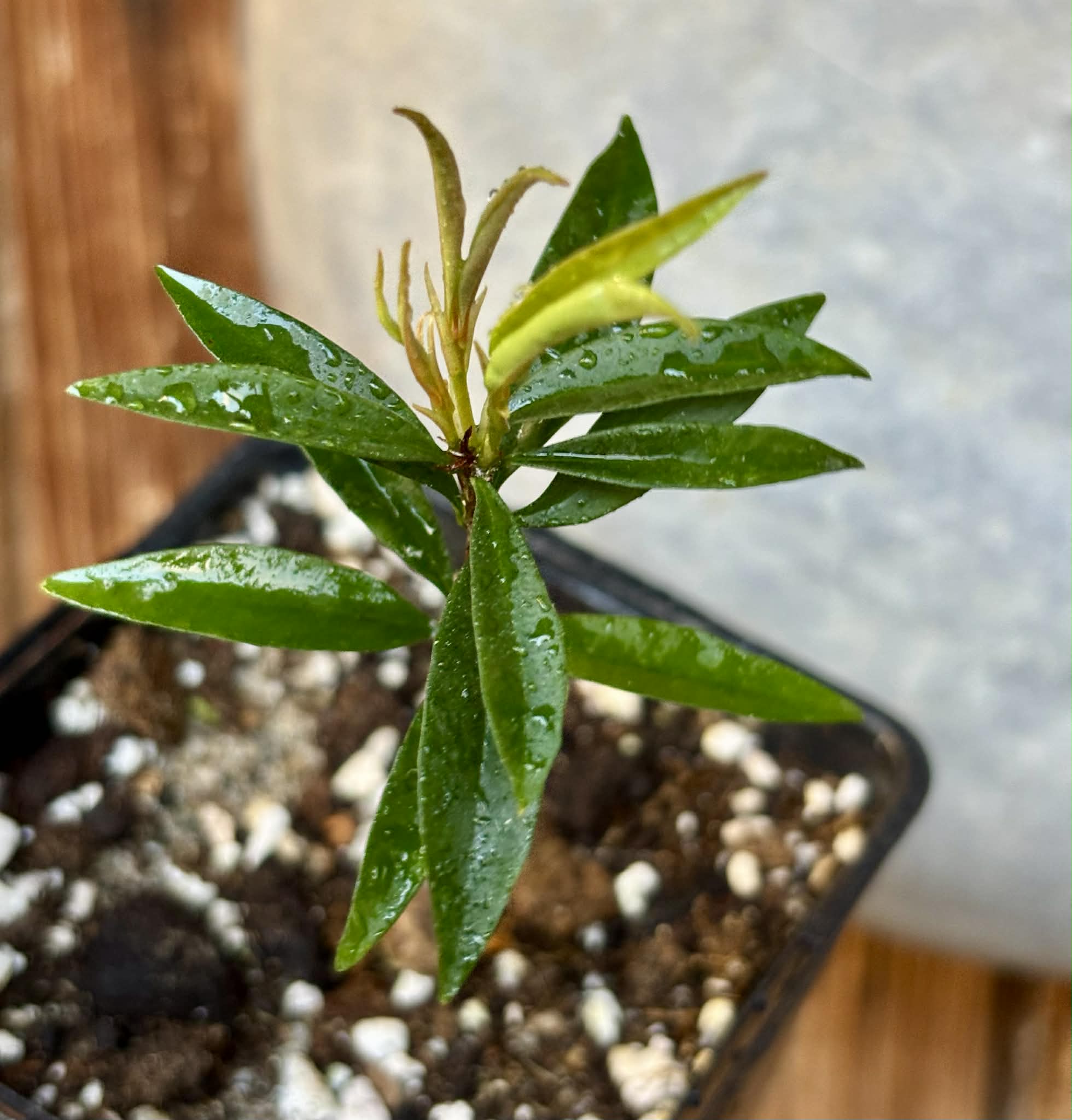 Eugenia sp Itacare vermelha -  1 potted seedling / 1 getopfter Sämling