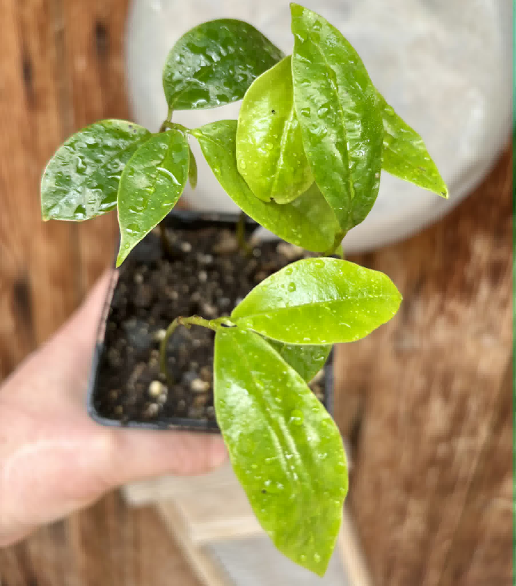 4 in 1 pot - Annona muricata - Soursop / Stachelannone - 4 seedlings in one pot / 4 Sämlinge in einem Topf