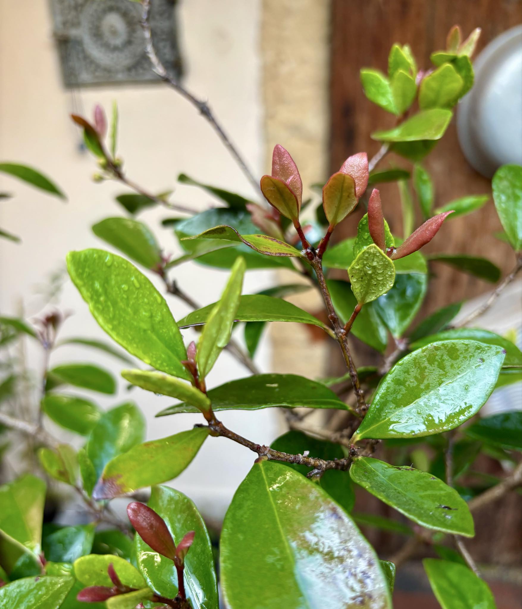 6 years old - Cedar Bay Cherry (Eugenia reinwardtiana) - 1 potted plant / 1 getopfte Pflanze